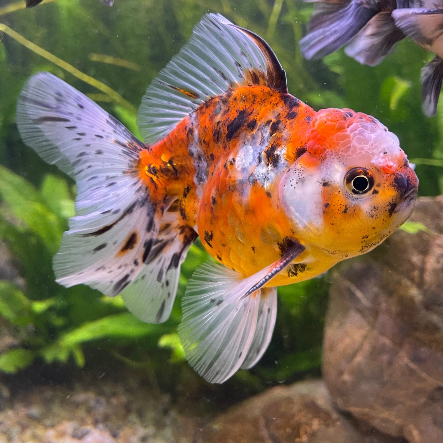 the-fish-farm Goldfish 12cm Oranda Goldfish - Calico one only - 2 Oranda Goldfish - Calico - The Fish Farm Australia