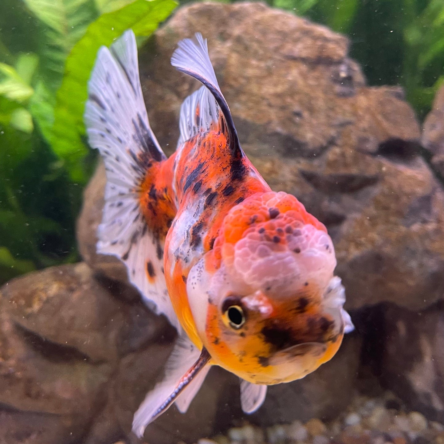 the-fish-farm Goldfish 12cm Oranda Goldfish - Calico one only - 2 Oranda Goldfish - Calico - The Fish Farm Australia