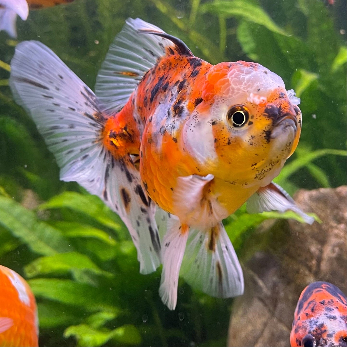 the-fish-farm Goldfish 12cm Oranda Goldfish - Calico one only - 2 Oranda Goldfish - Calico - The Fish Farm Australia