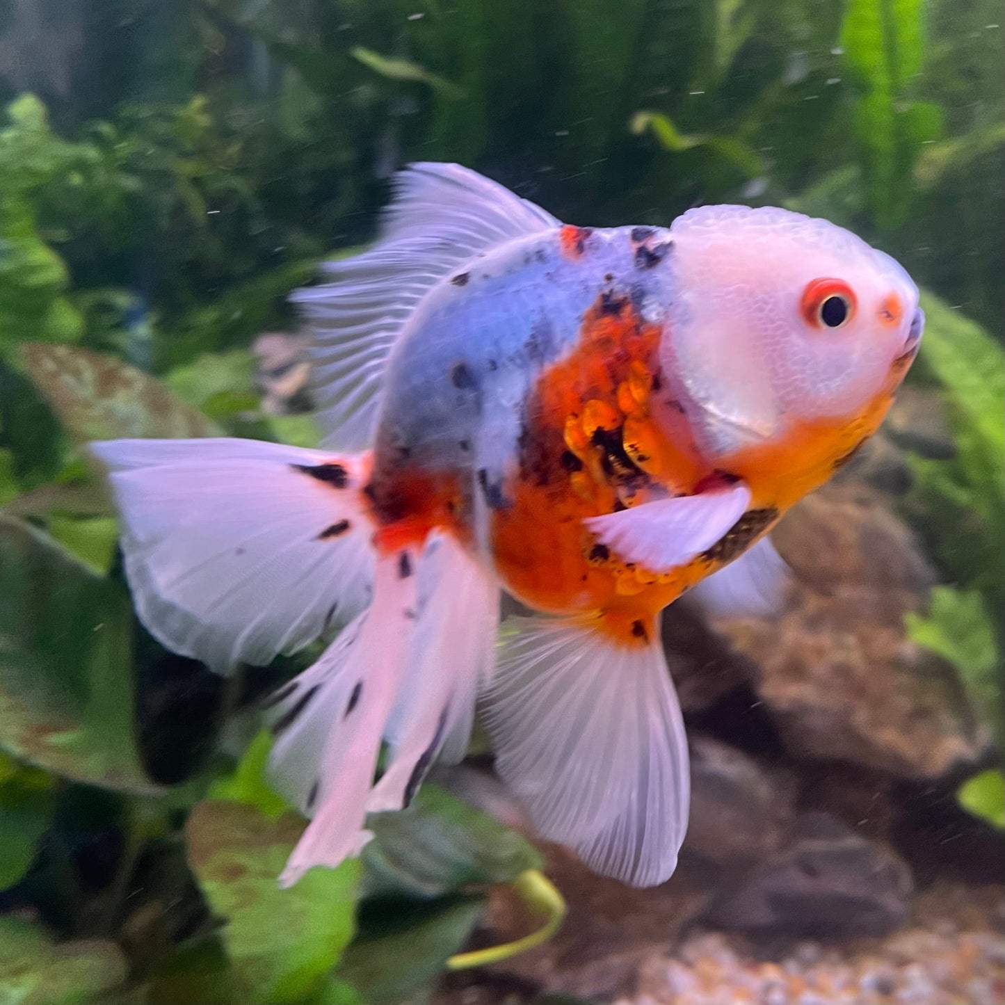 the-fish-farm Goldfish 12cm Oranda Goldfish - Calico one only-3 Oranda Goldfish - Calico - The Fish Farm Australia