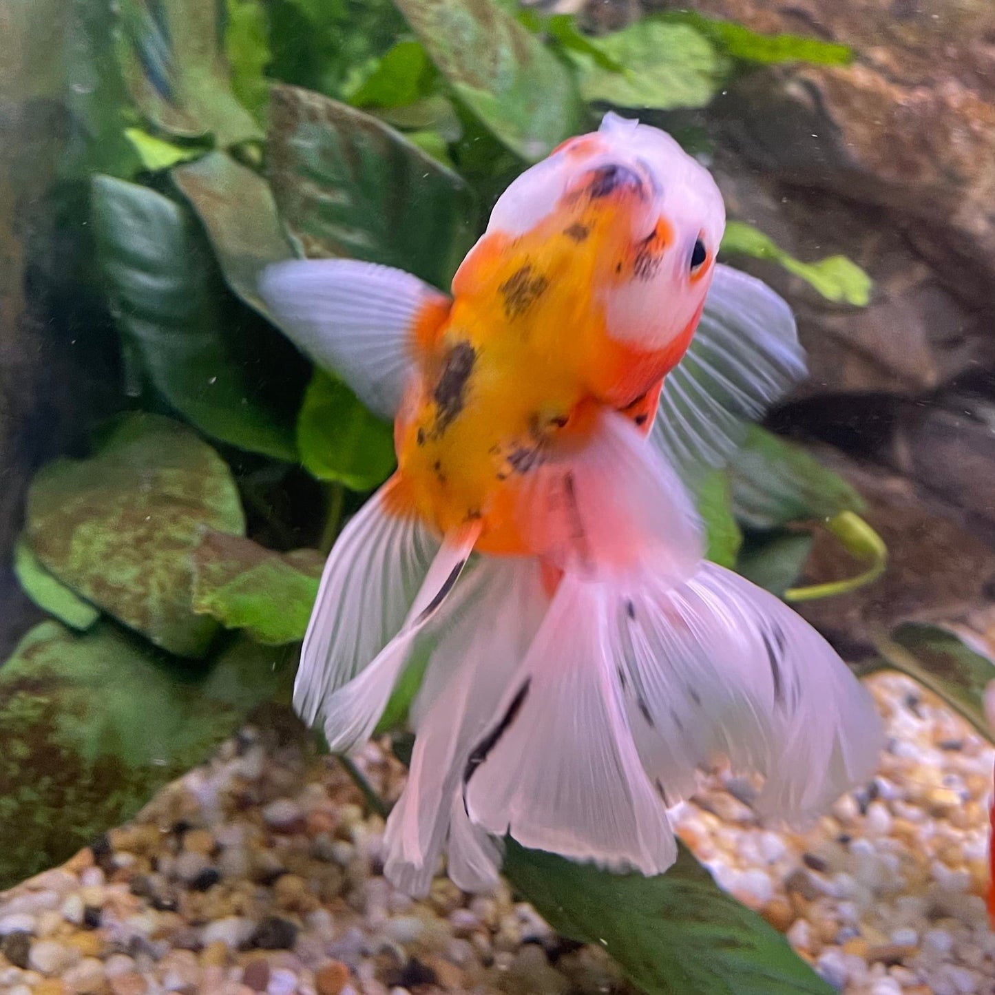 the-fish-farm Goldfish 12cm Oranda Goldfish - Calico one only-3 Oranda Goldfish - Calico - The Fish Farm Australia