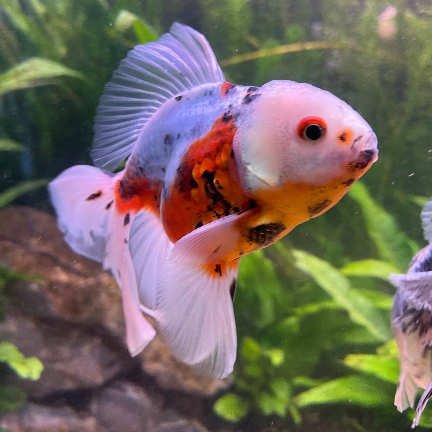 the-fish-farm Goldfish 12cm Oranda Goldfish - Calico one only-3 Oranda Goldfish - Calico - The Fish Farm Australia