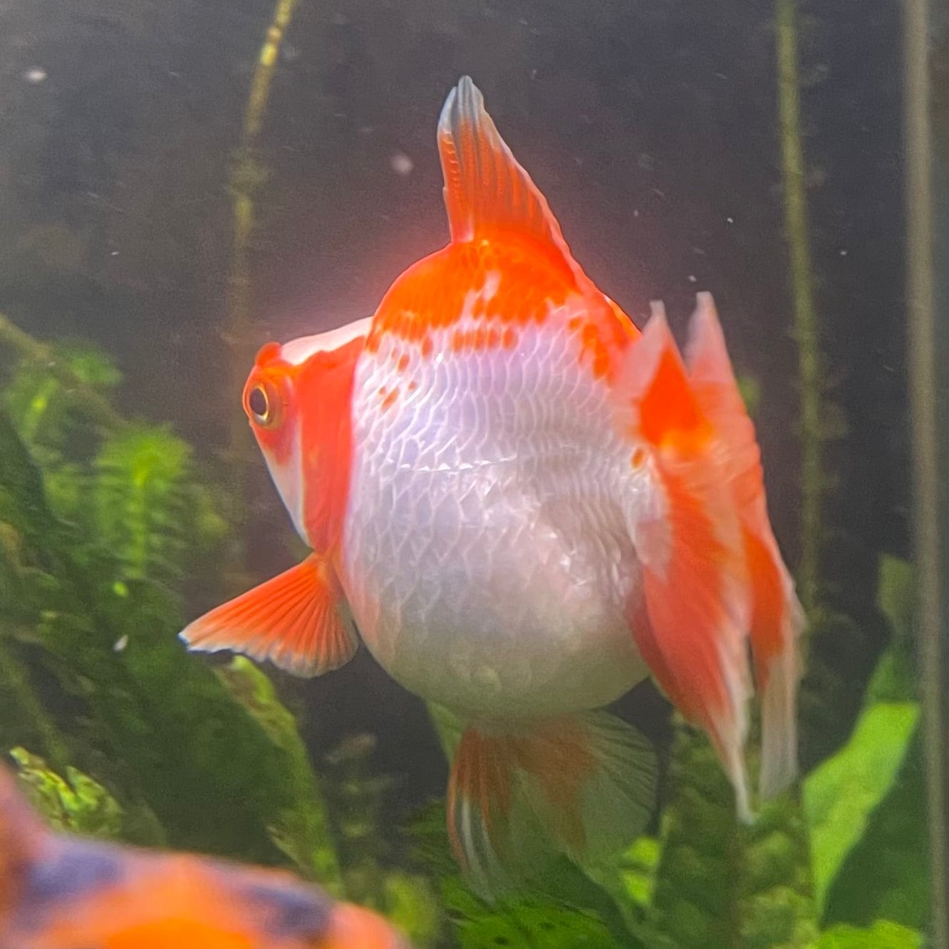 the-fish-farm Goldfish 12cm Ryukin Goldfish - Red & White one only - 1 Red & White Ryukin Goldfish - The Fish Farm