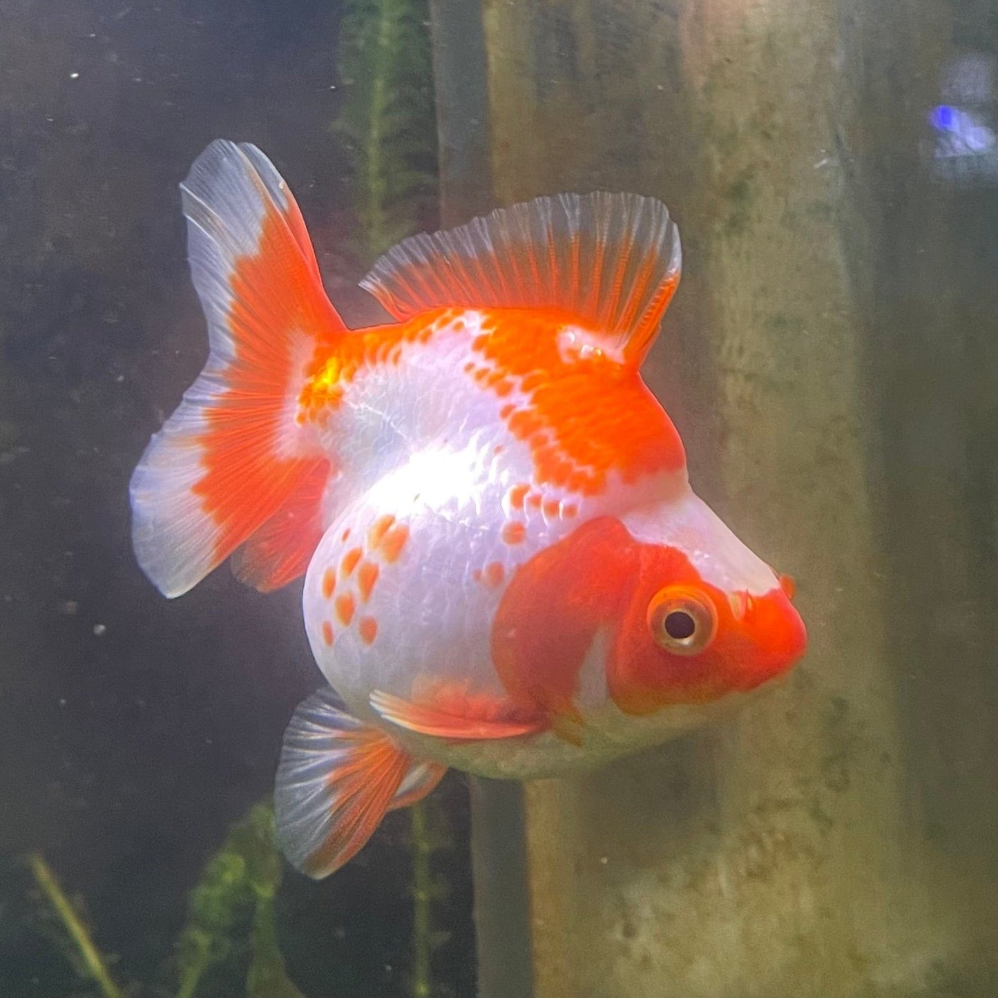 the-fish-farm Goldfish 12cm Ryukin Goldfish - Red & White one only - 1 Red & White Ryukin Goldfish - The Fish Farm