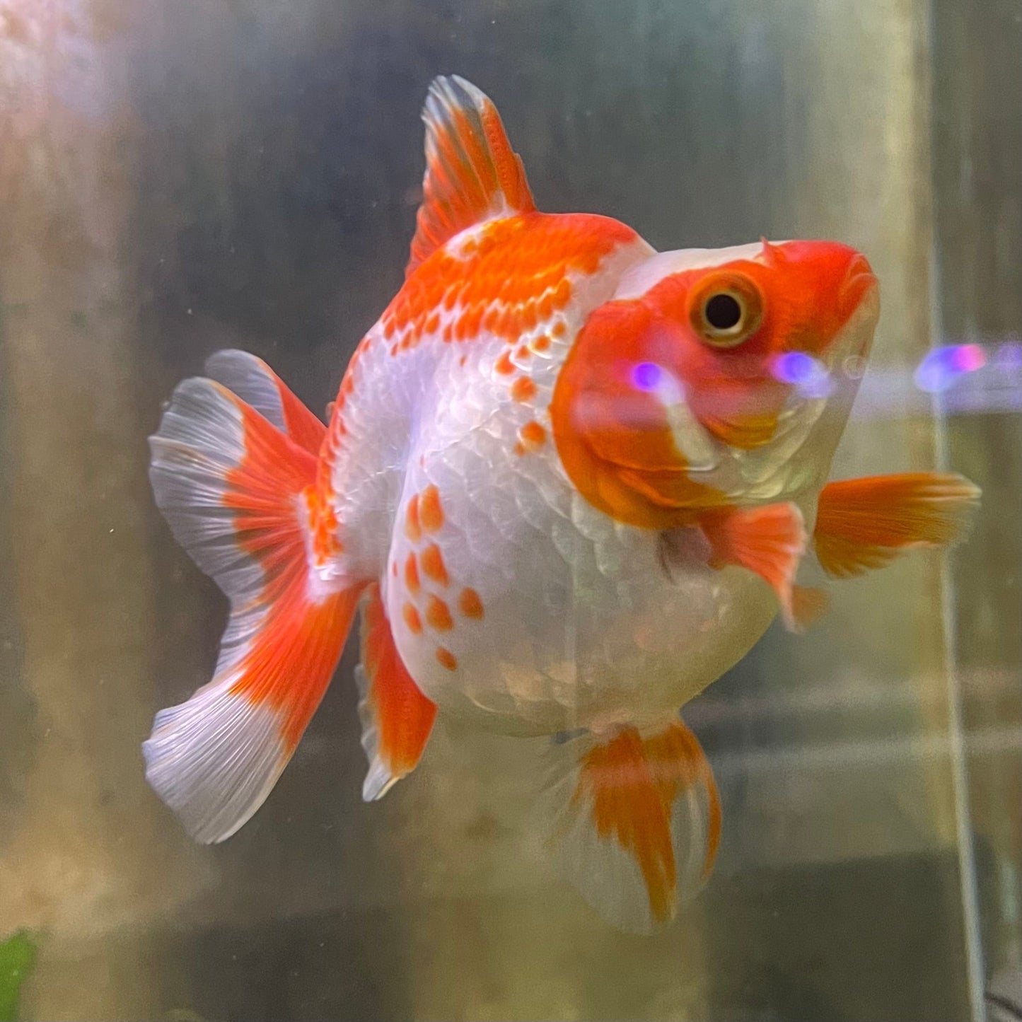 the-fish-farm Goldfish 12cm Ryukin Goldfish - Red & White one only - 1 Red & White Ryukin Goldfish - The Fish Farm