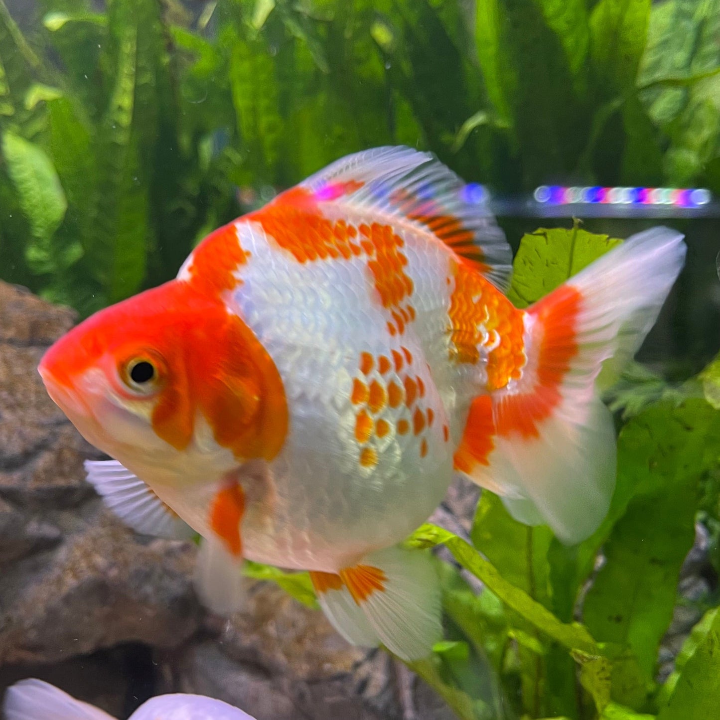 the-fish-farm Goldfish 12cm Ryukin Goldfish - Red & White one only - 2 Red & White Ryukin Goldfish - The Fish Farm