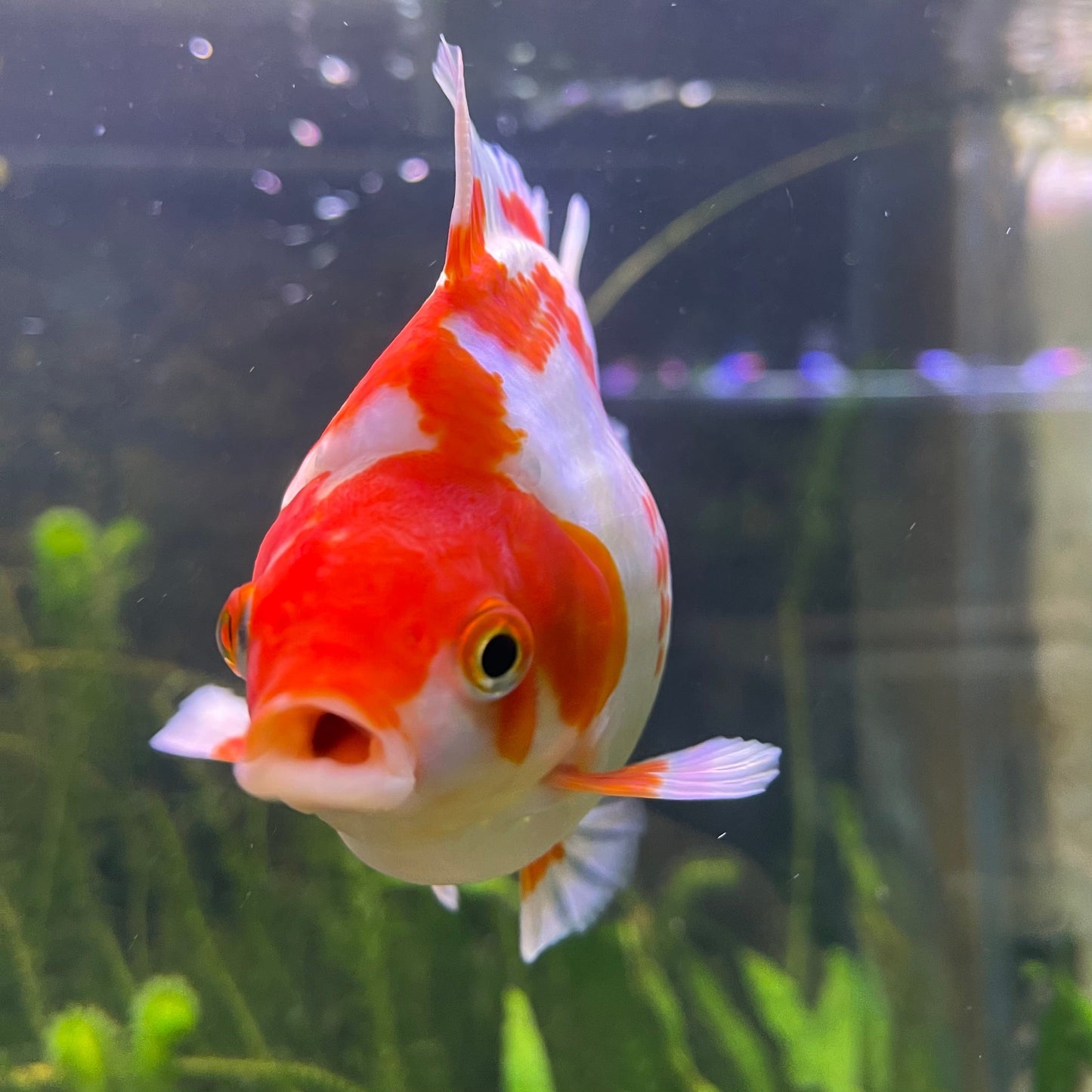the-fish-farm Goldfish 12cm Ryukin Goldfish - Red & White one only - 2 Red & White Ryukin Goldfish - The Fish Farm