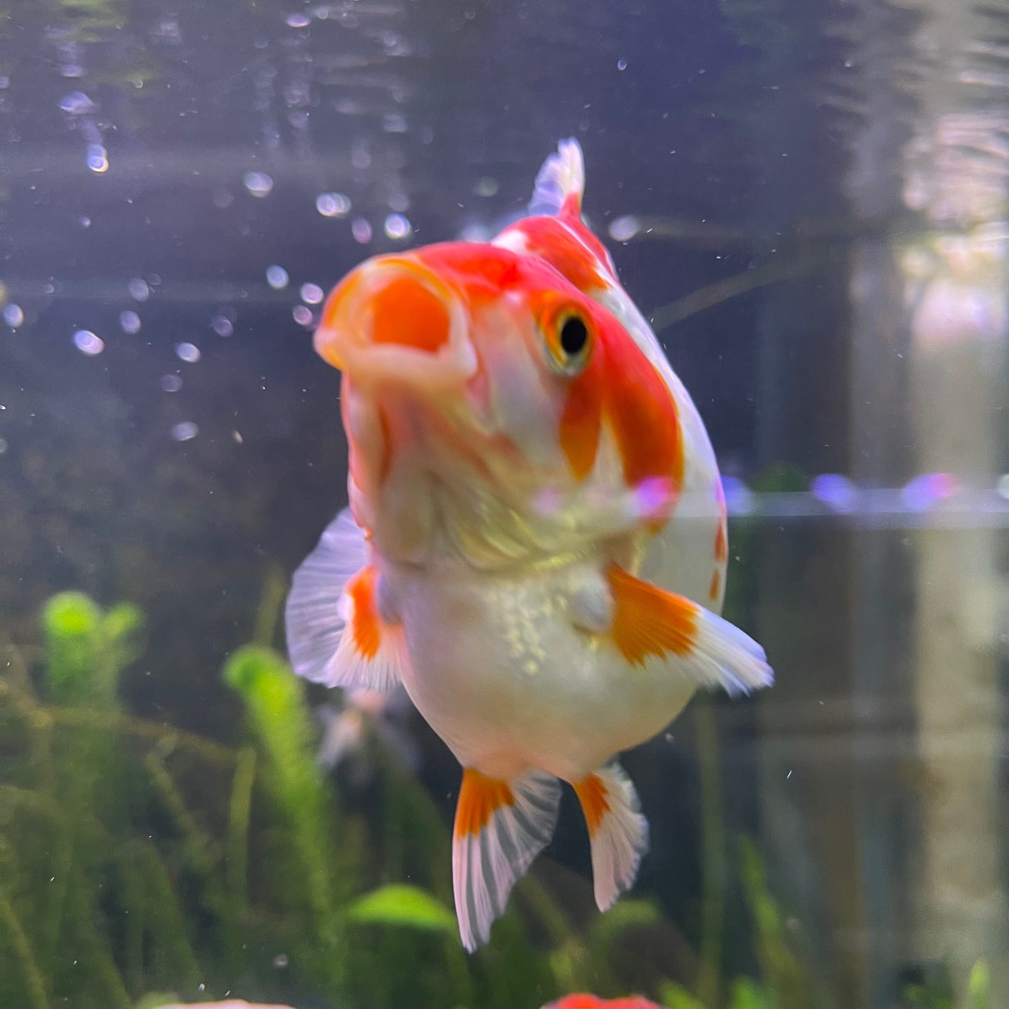 the-fish-farm Goldfish 12cm Ryukin Goldfish - Red & White one only - 2 Red & White Ryukin Goldfish - The Fish Farm