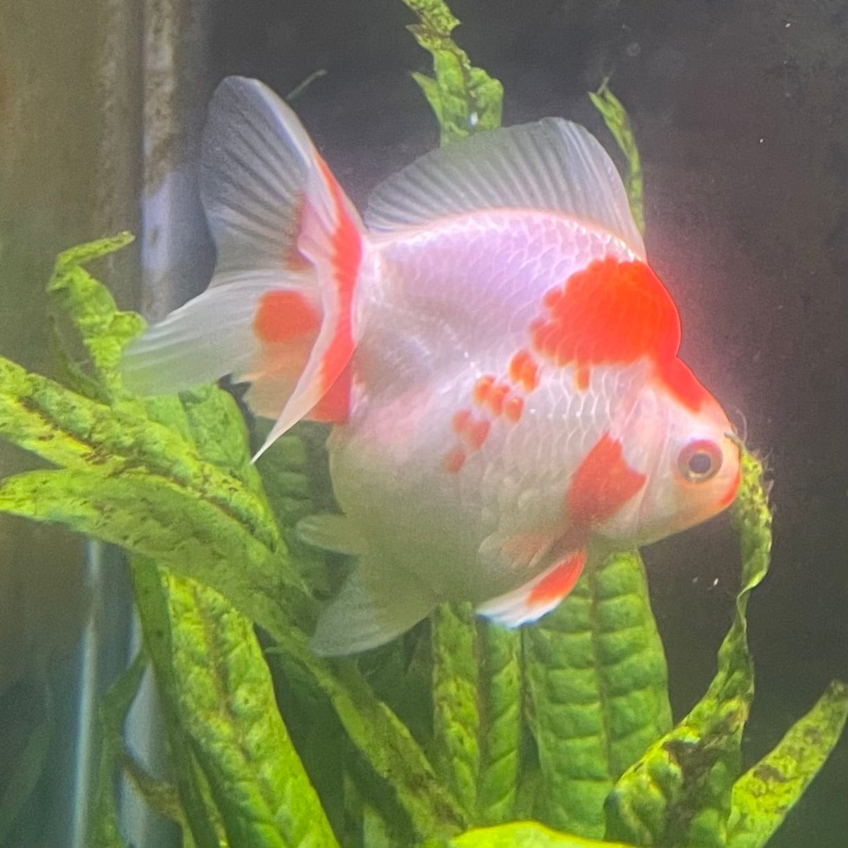 the-fish-farm Goldfish 12cm Ryukin Goldfish - Red & White one only - 3 Red & White Ryukin Goldfish - The Fish Farm