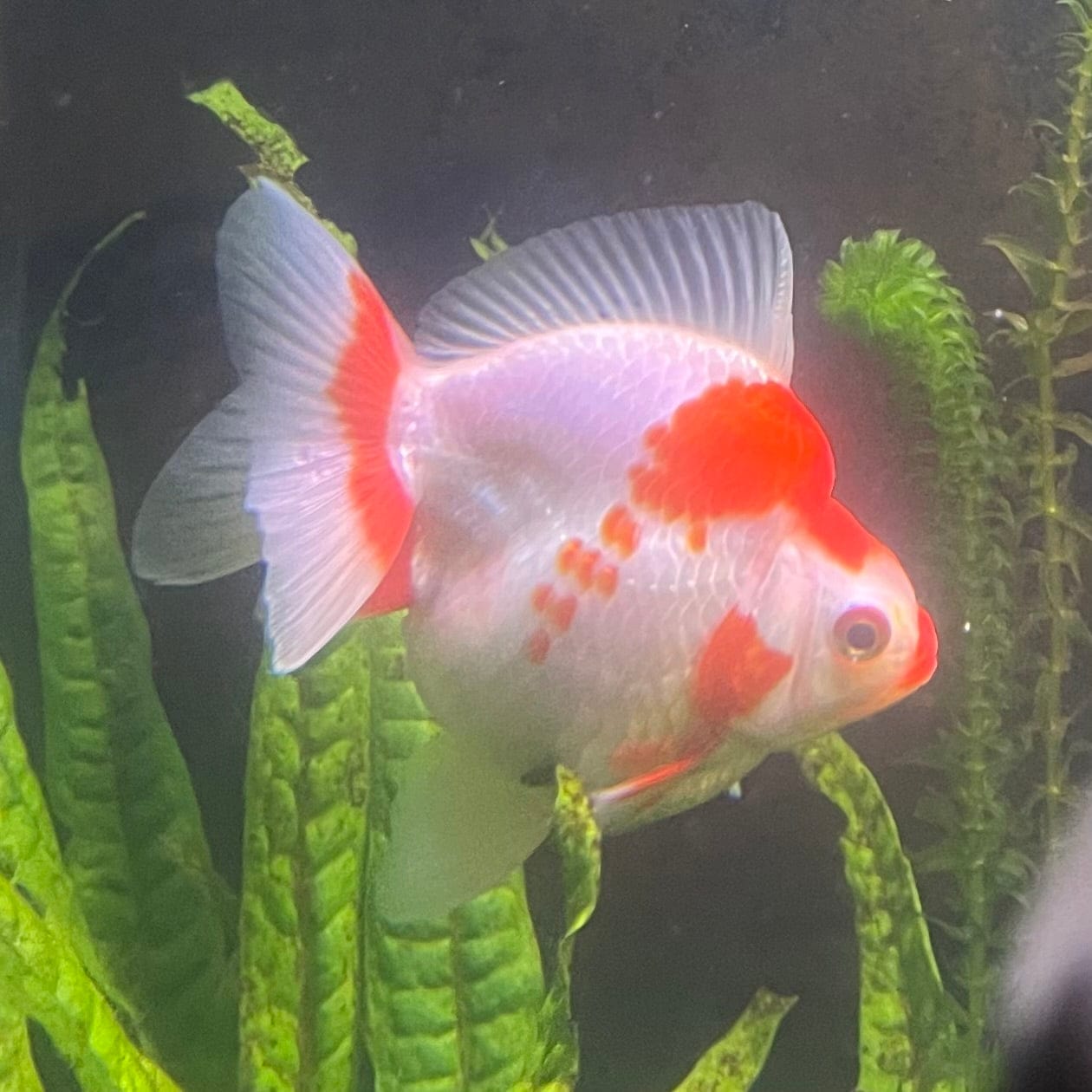 the-fish-farm Goldfish 12cm Ryukin Goldfish - Red & White one only - 3 Red & White Ryukin Goldfish - The Fish Farm