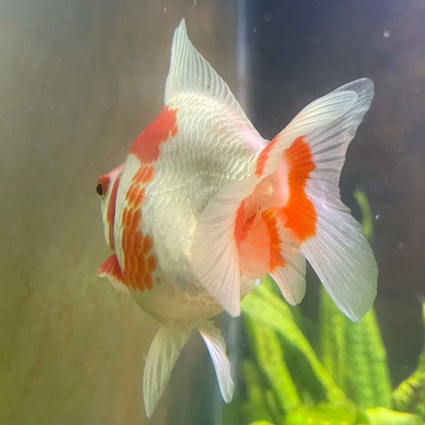 the-fish-farm Goldfish 12cm Ryukin Goldfish - Red & White one only - 3 Red & White Ryukin Goldfish - The Fish Farm