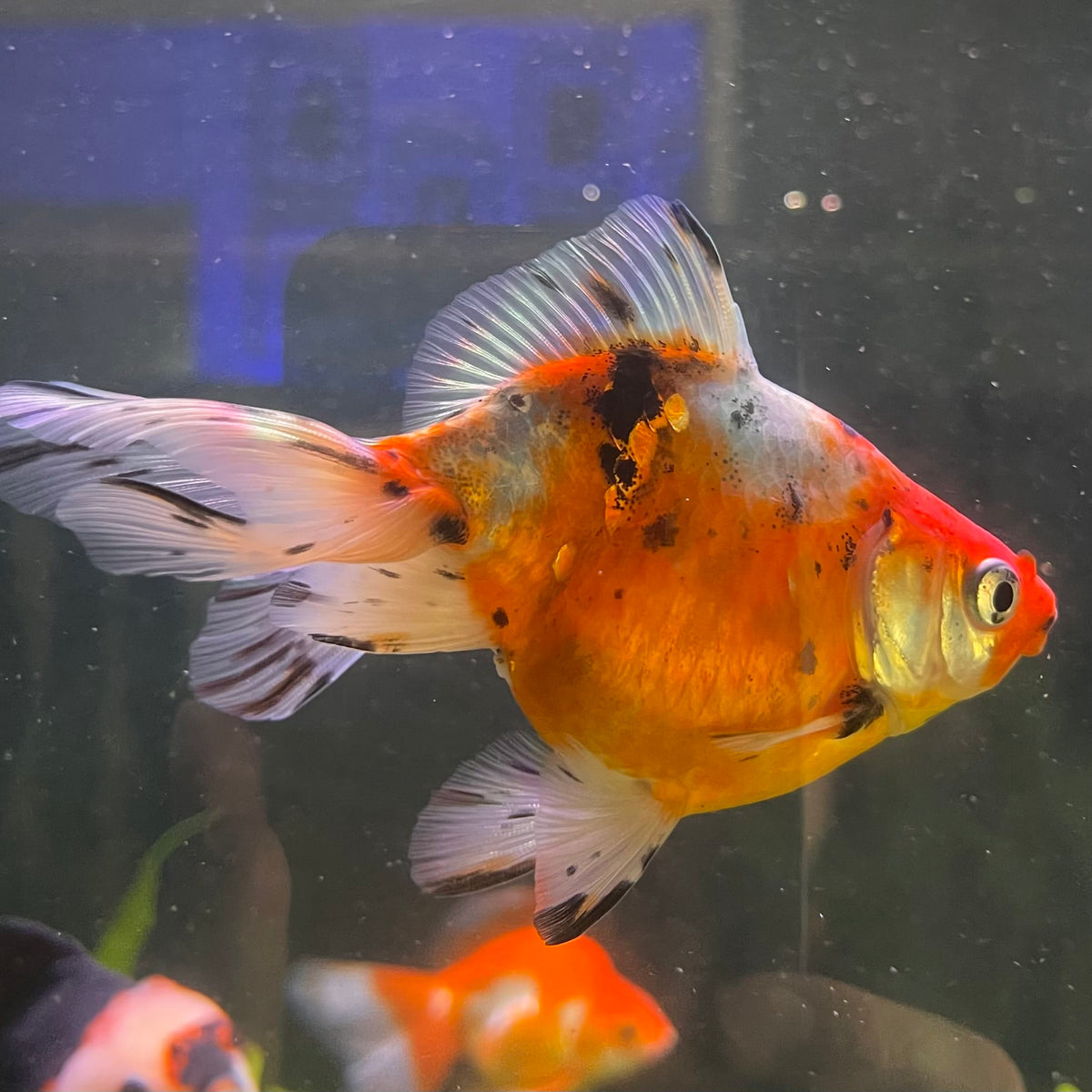 the-fish-farm Goldfish 7cm Fantail Goldfish - Calico one only - 1 Fantail Goldfish - Calico - The Fish Farm