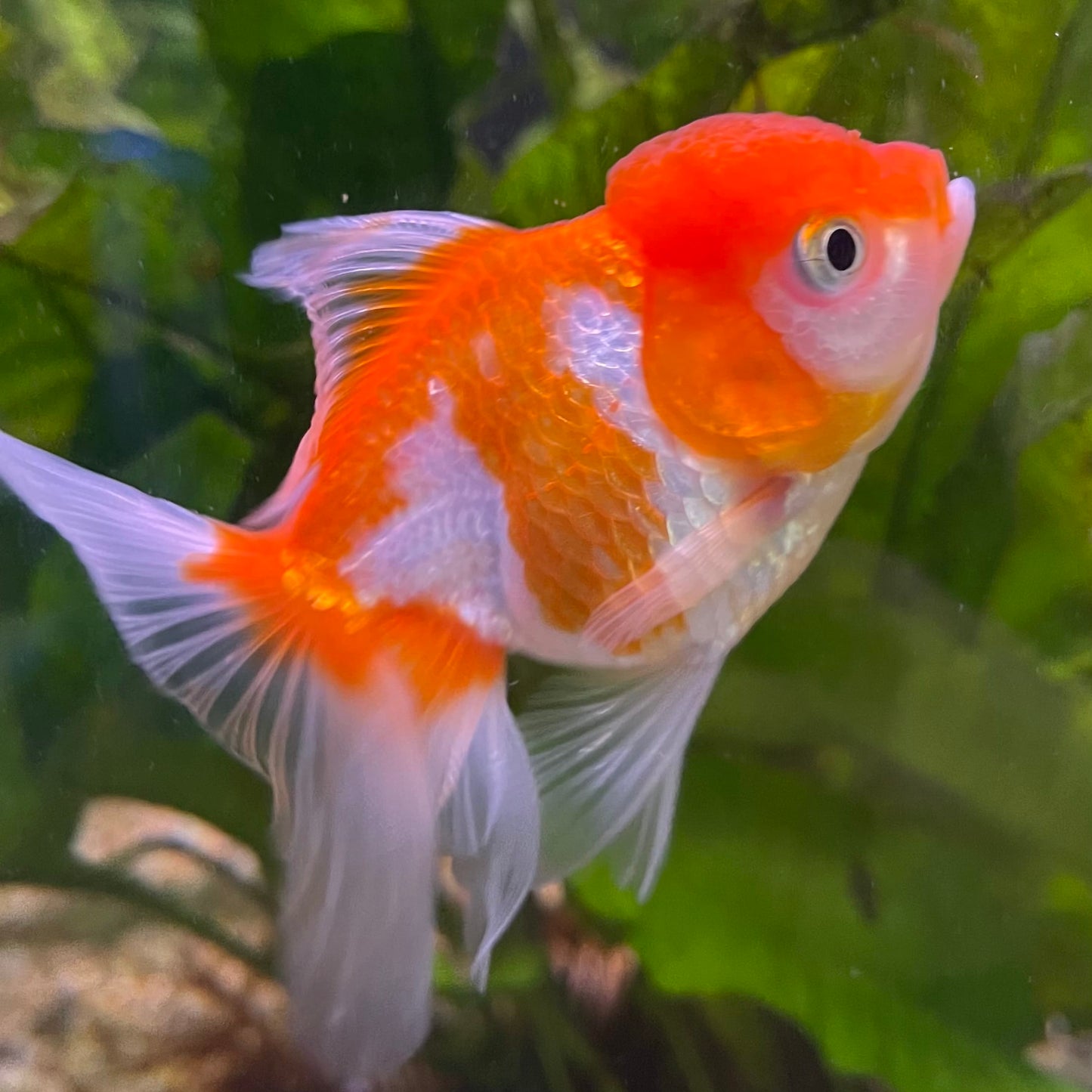 the-fish-farm Goldfish 7cm Oranda - Red and White one only - 1 Panda Oranda - The Fish Farm Australia