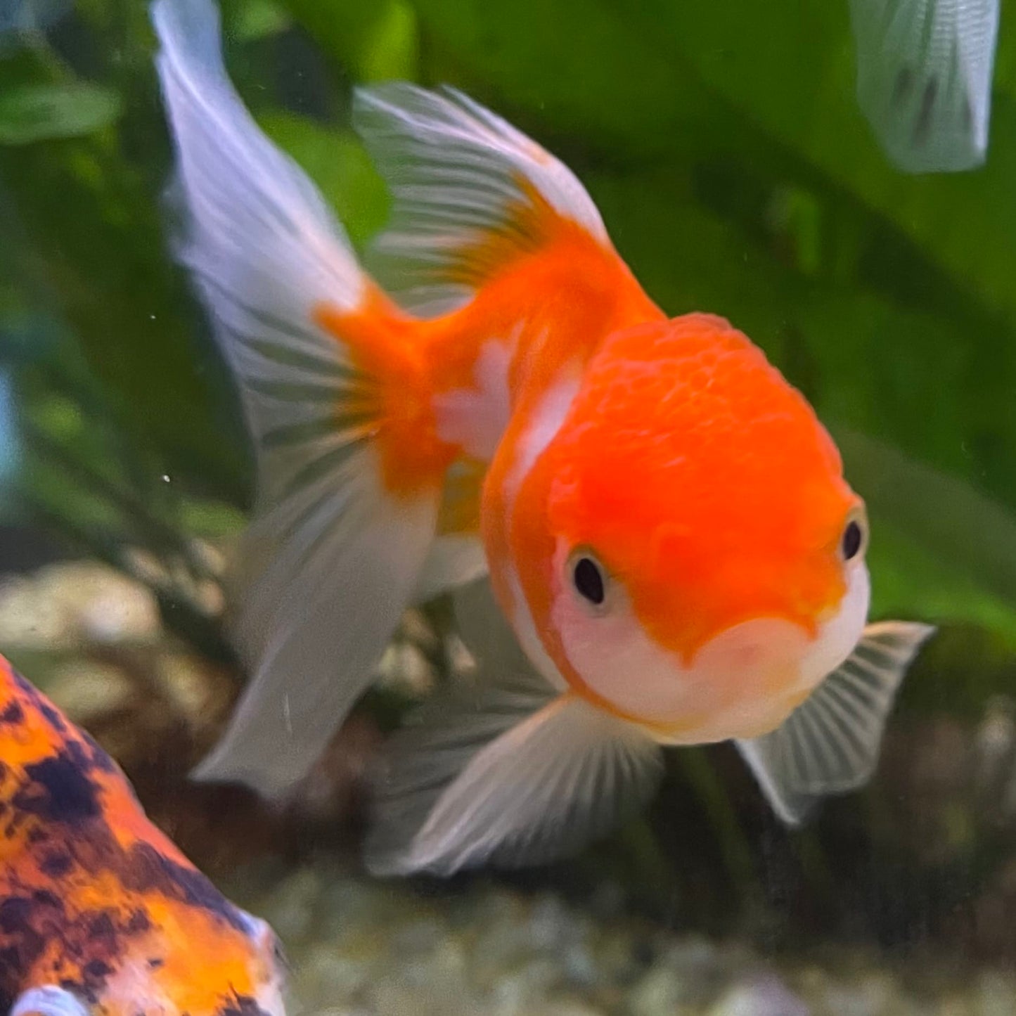 the-fish-farm Goldfish 7cm Oranda - Red and White one only - 1 Panda Oranda - The Fish Farm Australia