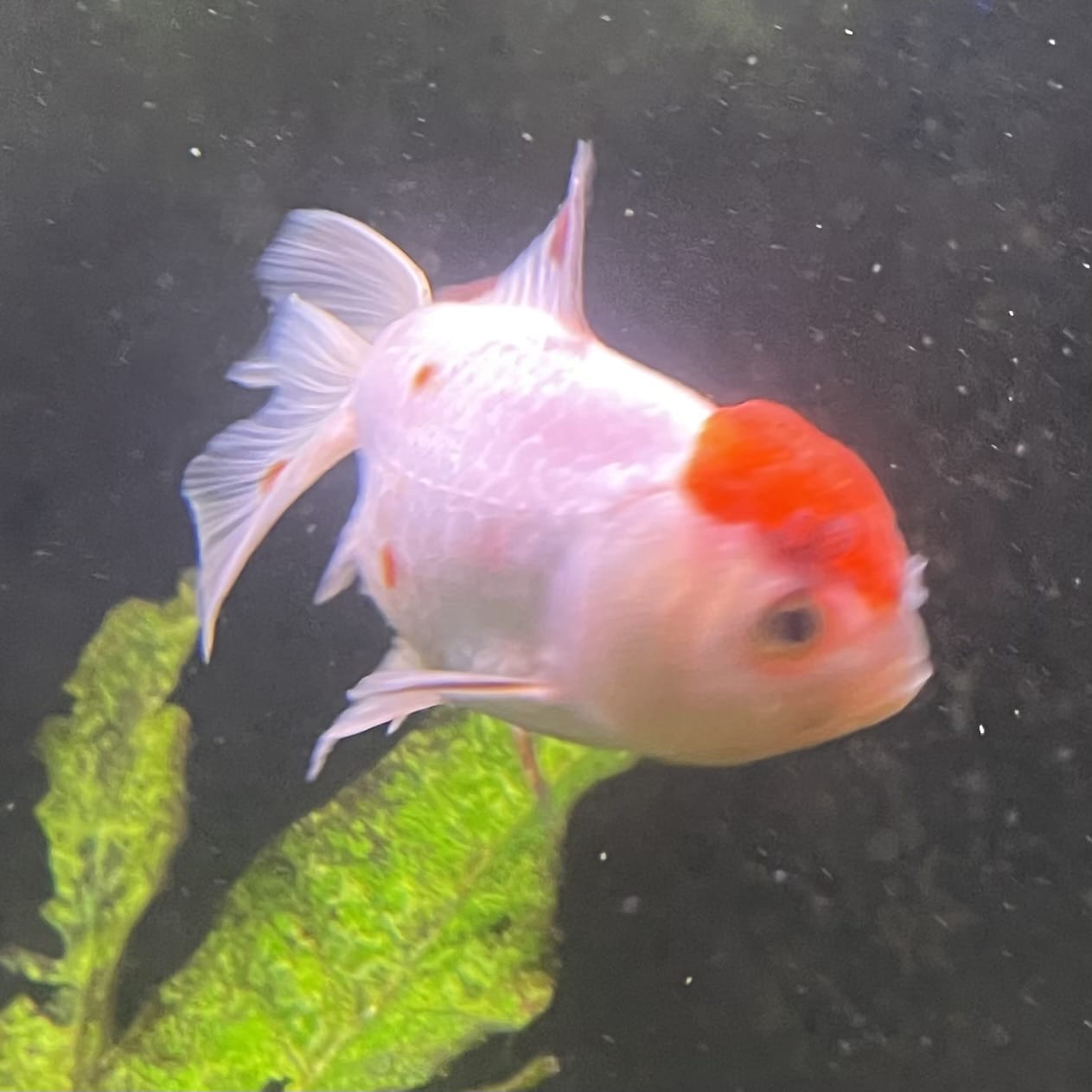 the-fish-farm Goldfish 7cm Oranda - Red and White one only - 1 Panda Oranda - The Fish Farm Australia