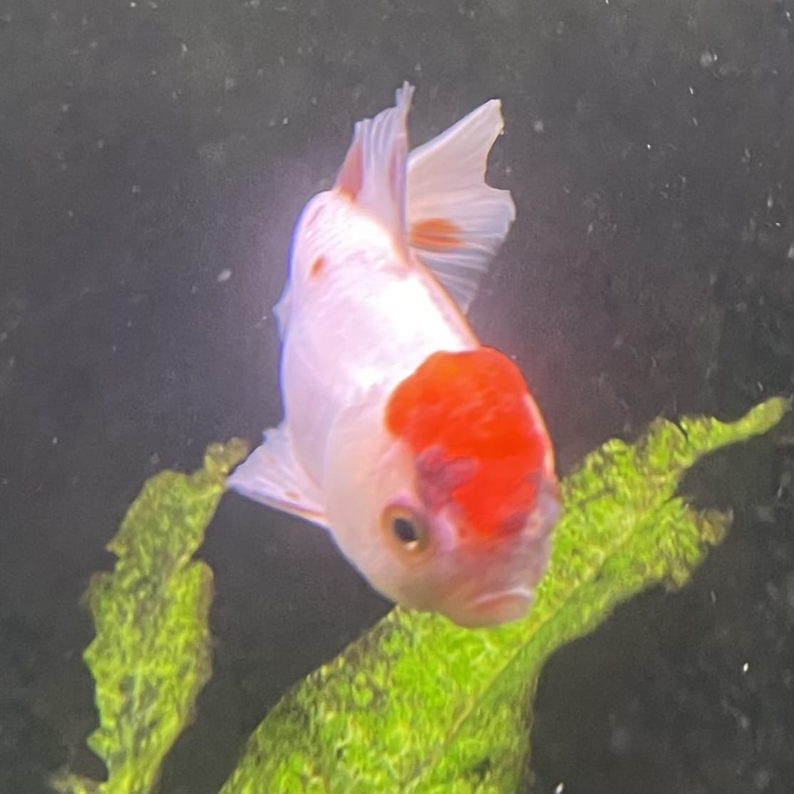 the-fish-farm Goldfish 7cm Oranda - Red and White one only - 1 Panda Oranda - The Fish Farm Australia