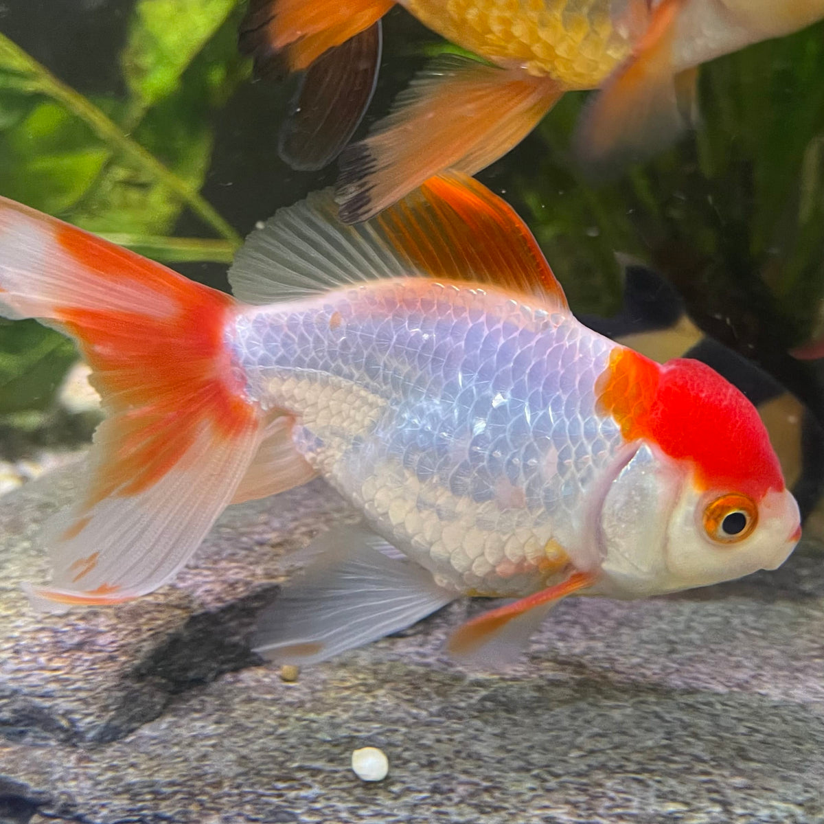 the-fish-farm Goldfish 7cm Oranda - Red and White one only - 1 Panda Oranda - The Fish Farm Australia