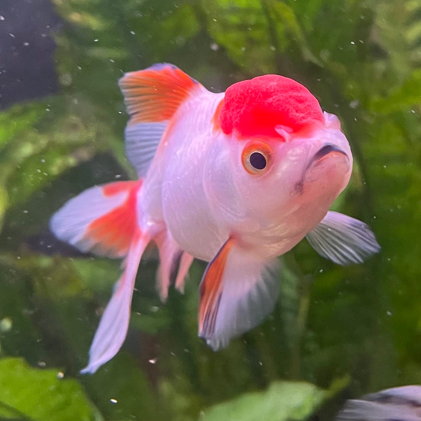 the-fish-farm Goldfish 7cm Oranda - Red and White - One Only - 7 Tri Colour Oranda - The Fish Farm Australia