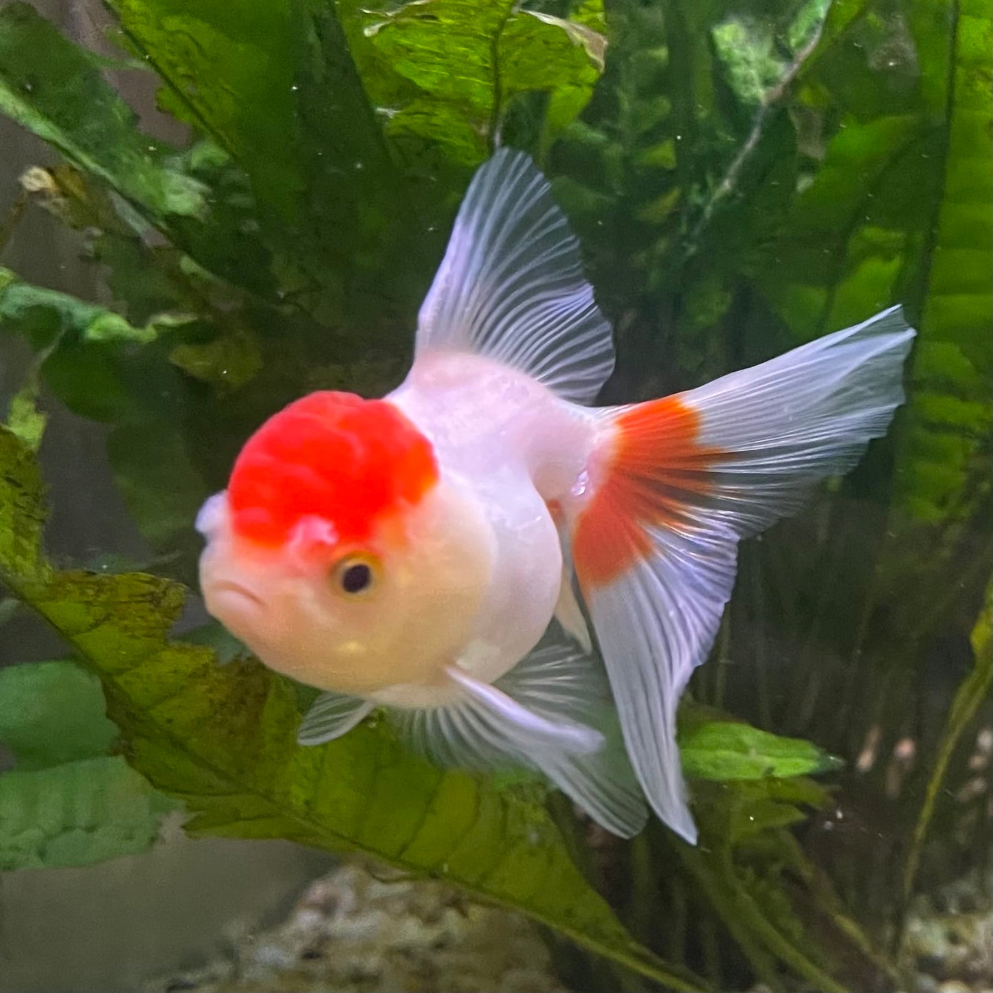 the-fish-farm Goldfish 7cm Oranda - Red and White - One Only -8 Tri Colour Oranda - The Fish Farm Australia