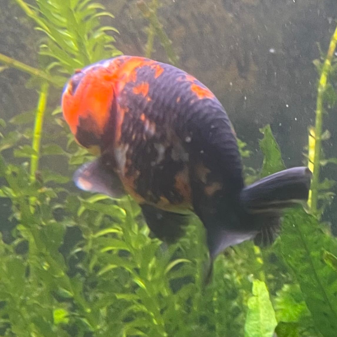 the-fish-farm Goldfish 7cm Ranchu Goldfish - Calico one only-1 Ranchu Goldfish - Calico 5cm - The Fish Farm