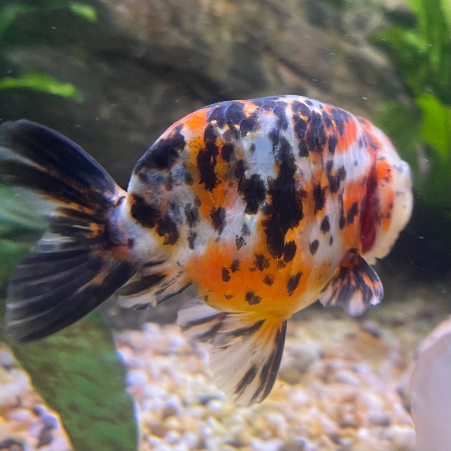 the-fish-farm Goldfish 7cm Ranchu Goldfish - Calico one only-2 Ranchu Goldfish - Calico 5cm - The Fish Farm