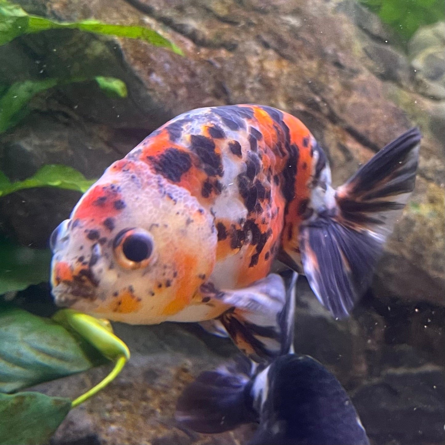 the-fish-farm Goldfish 7cm Ranchu Goldfish - Calico one only-2 Ranchu Goldfish - Calico 5cm - The Fish Farm