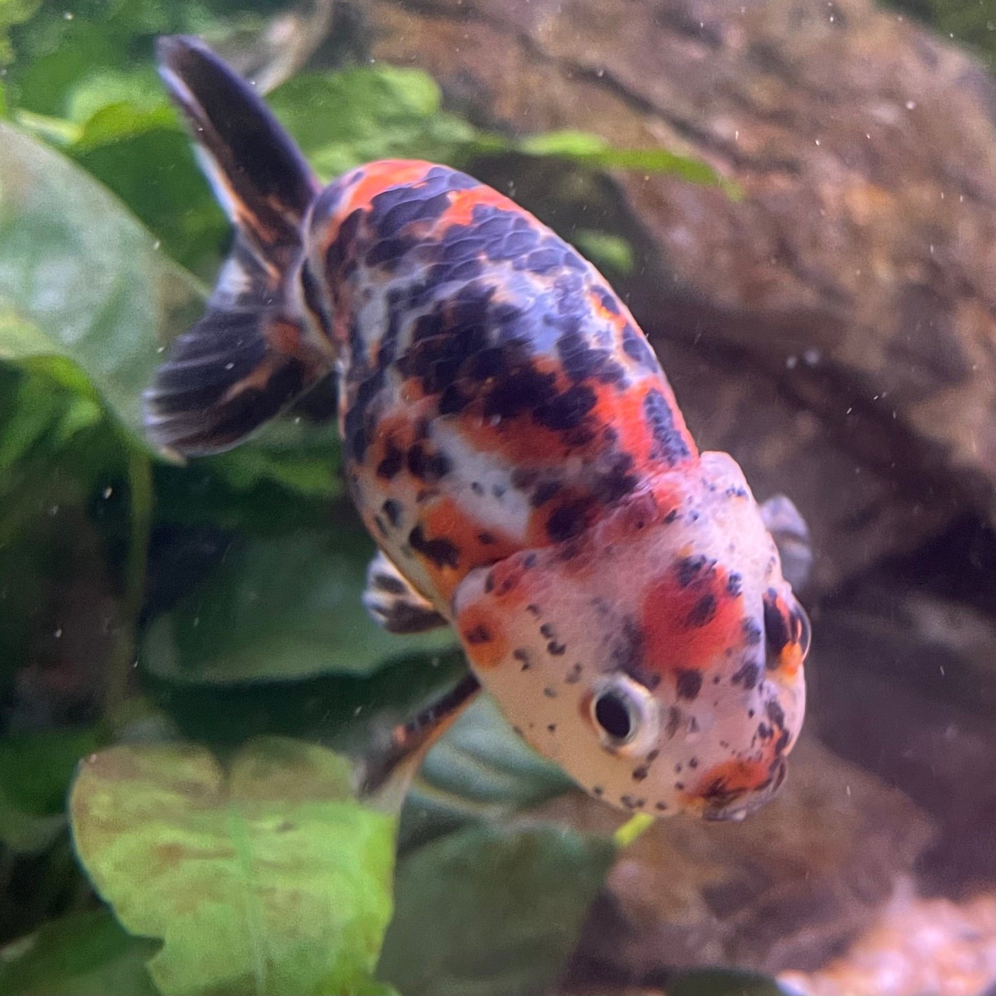 the-fish-farm Goldfish 7cm Ranchu Goldfish - Calico one only-2 Ranchu Goldfish - Calico 5cm - The Fish Farm