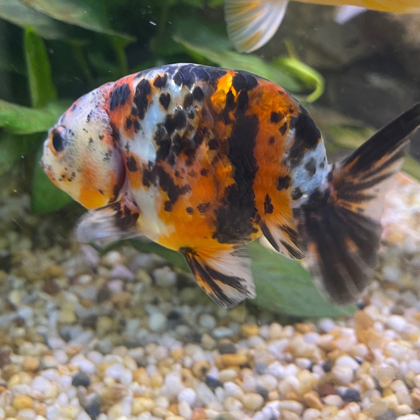 the-fish-farm Goldfish 7cm Ranchu Goldfish - Calico one only-2 Ranchu Goldfish - Calico 5cm - The Fish Farm