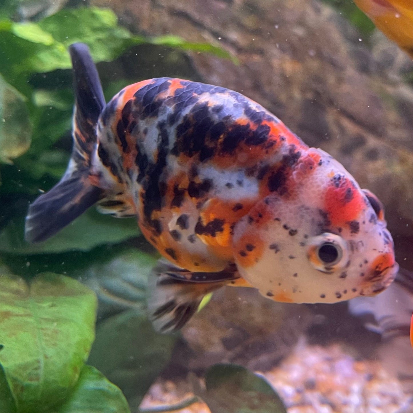 the-fish-farm Goldfish 7cm Ranchu Goldfish - Calico one only-2 Ranchu Goldfish - Calico 5cm - The Fish Farm