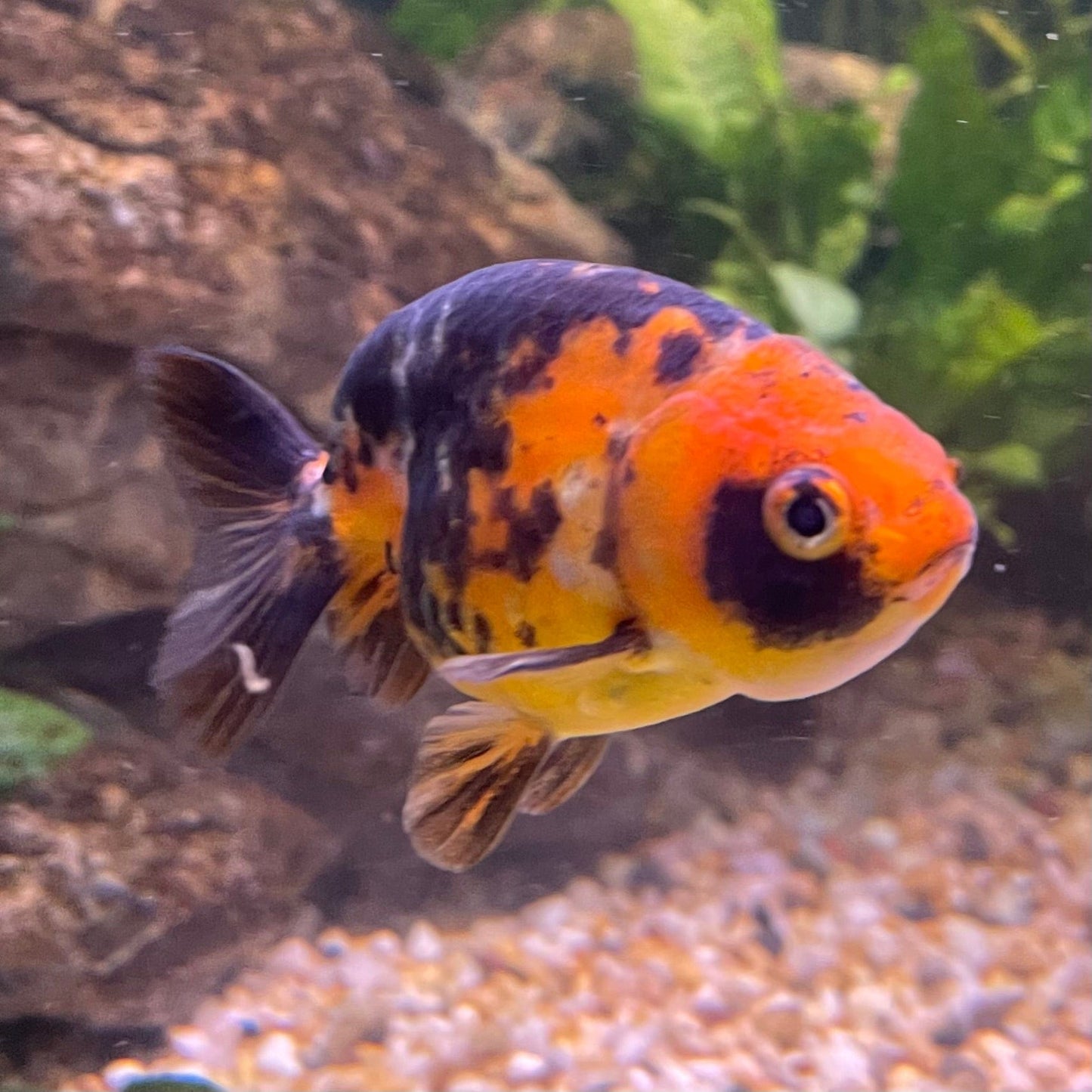 the-fish-farm Goldfish 7cm Ranchu Goldfish - Calico one only-2 Ranchu Goldfish - Calico 5cm - The Fish Farm