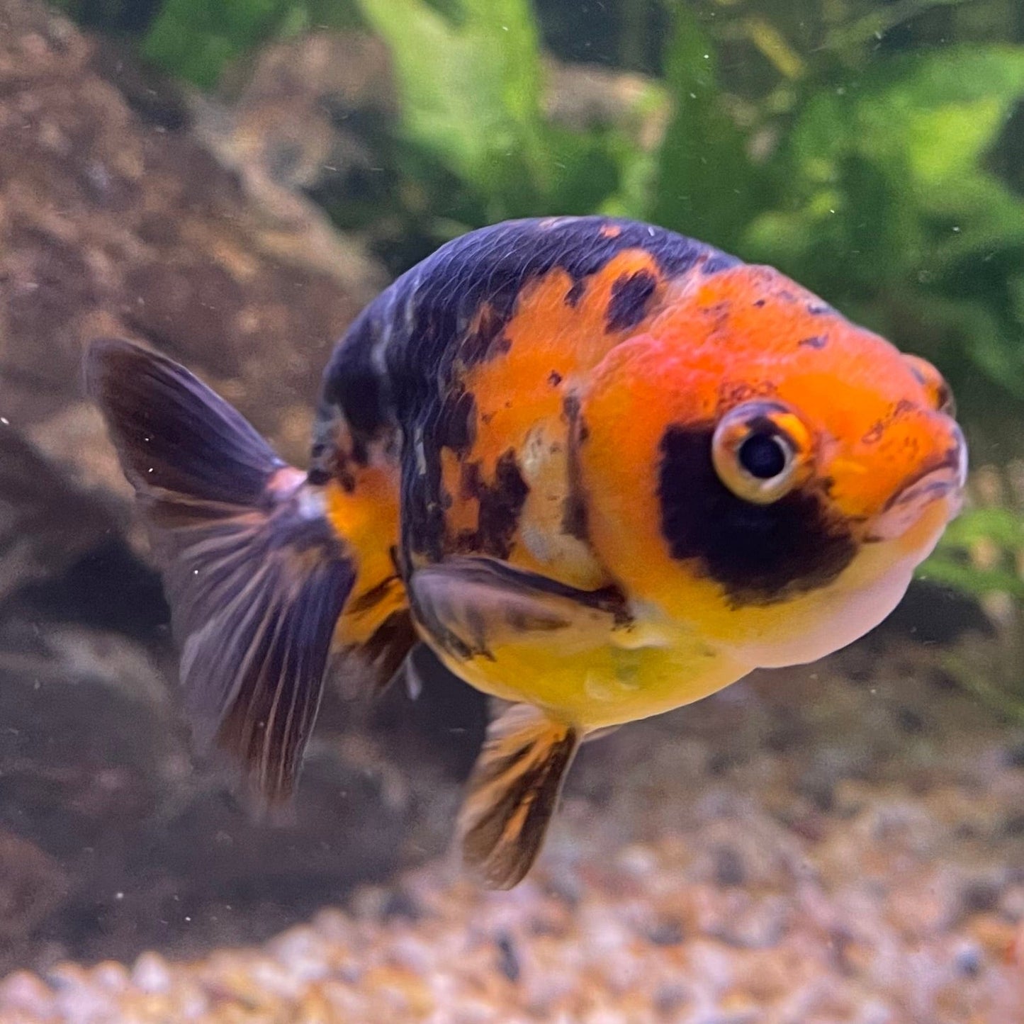 the-fish-farm Goldfish 7cm Ranchu Goldfish - Calico one only-2 Ranchu Goldfish - Calico 5cm - The Fish Farm