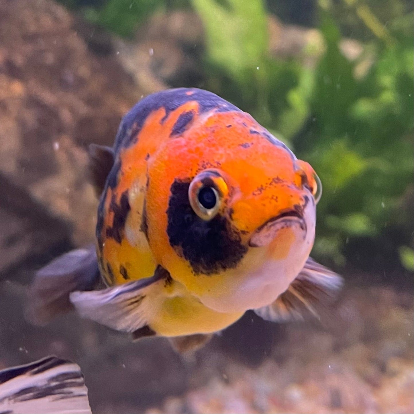 the-fish-farm Goldfish 7cm Ranchu Goldfish - Calico one only-2 Ranchu Goldfish - Calico 5cm - The Fish Farm