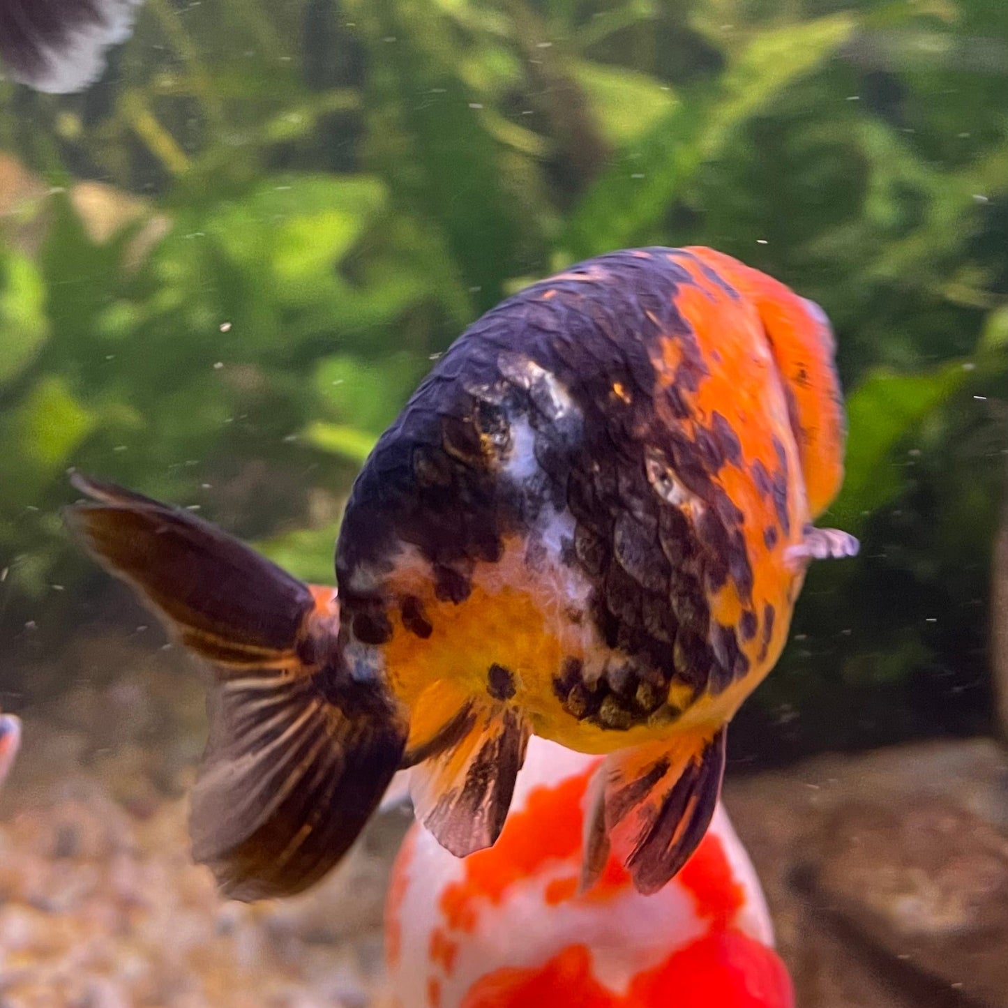 the-fish-farm Goldfish 7cm Ranchu Goldfish - Calico one only-2 Ranchu Goldfish - Calico 5cm - The Fish Farm