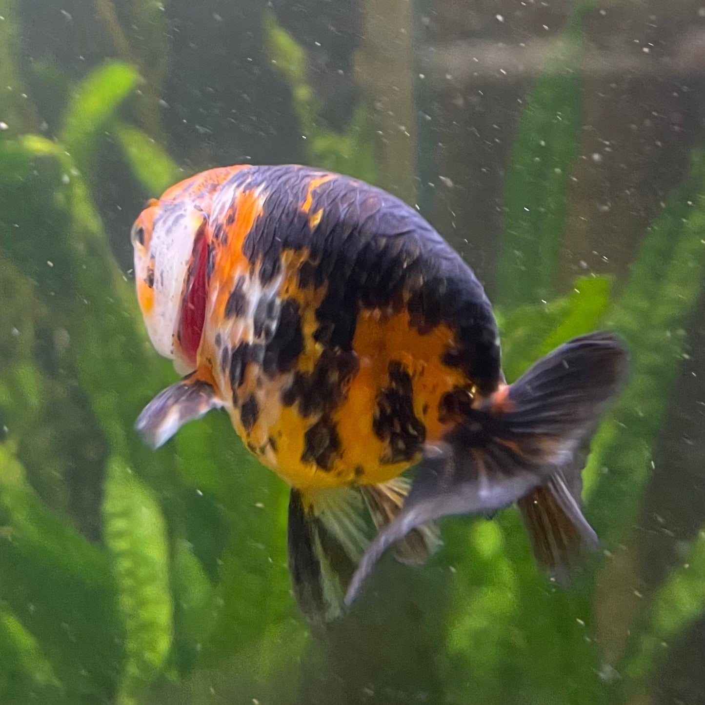 the-fish-farm Goldfish 7cm Ranchu Goldfish - Calico one only-2 Ranchu Goldfish - Calico 5cm - The Fish Farm