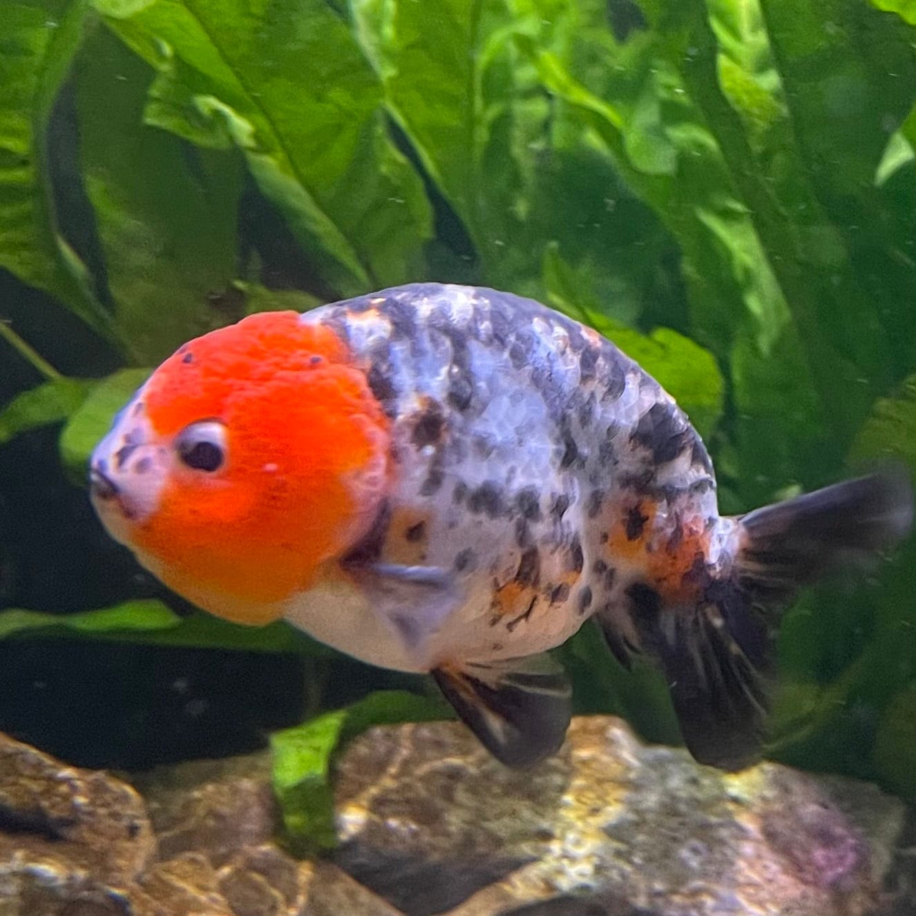 the-fish-farm Goldfish 7cm Ranchu Goldfish - Calico one only-2 Ranchu Goldfish - Calico 5cm - The Fish Farm