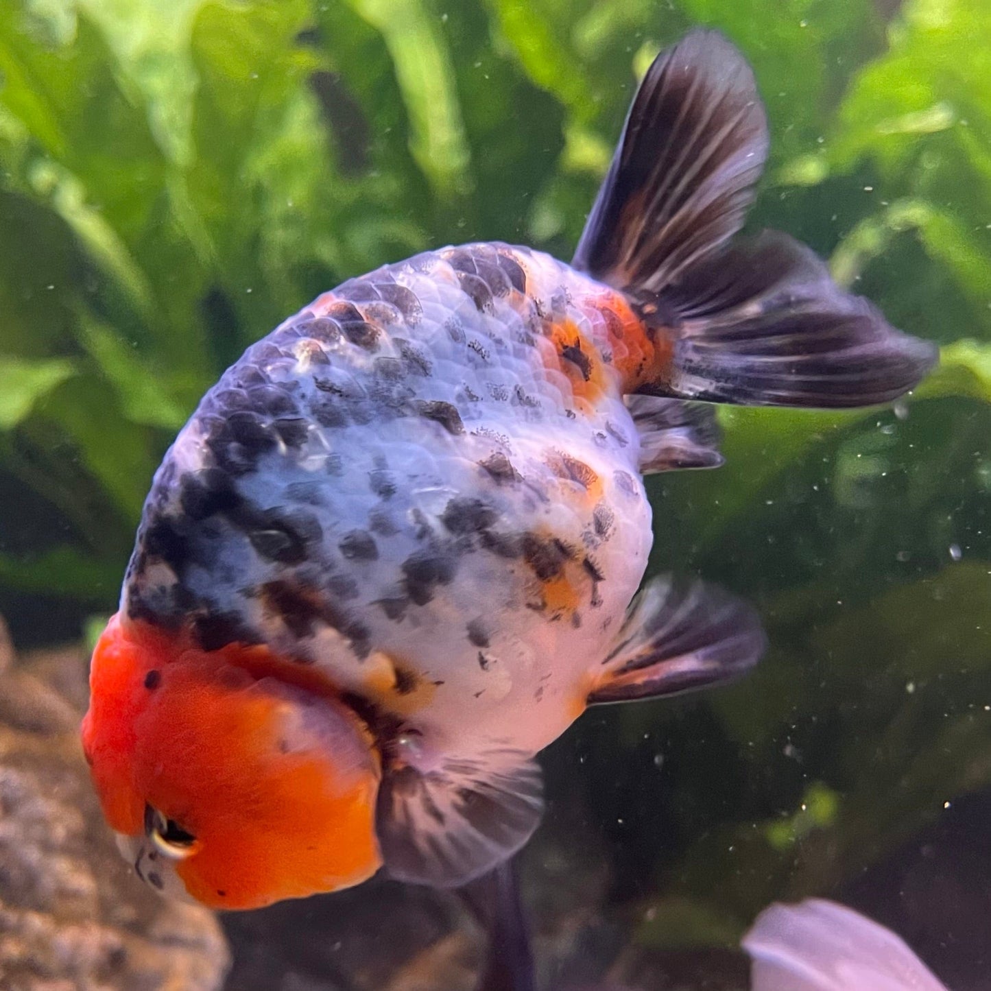 the-fish-farm Goldfish 7cm Ranchu Goldfish - Calico one only-2 Ranchu Goldfish - Calico 5cm - The Fish Farm