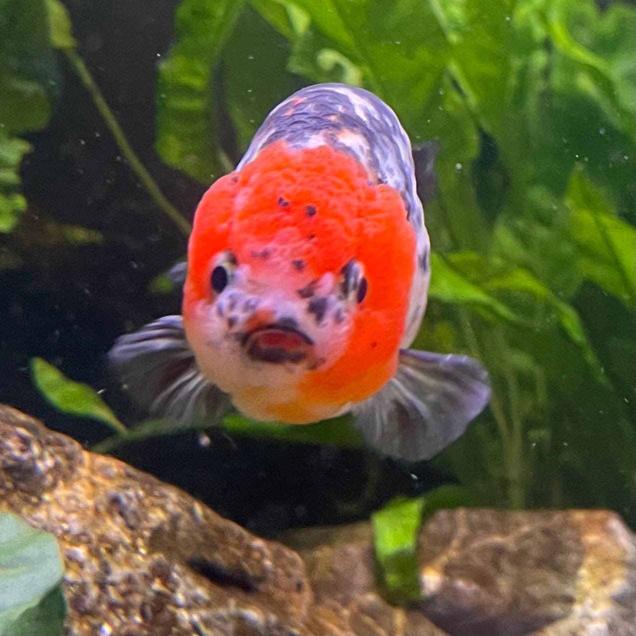 the-fish-farm Goldfish 7cm Ranchu Goldfish - Calico one only-2 Ranchu Goldfish - Calico 5cm - The Fish Farm