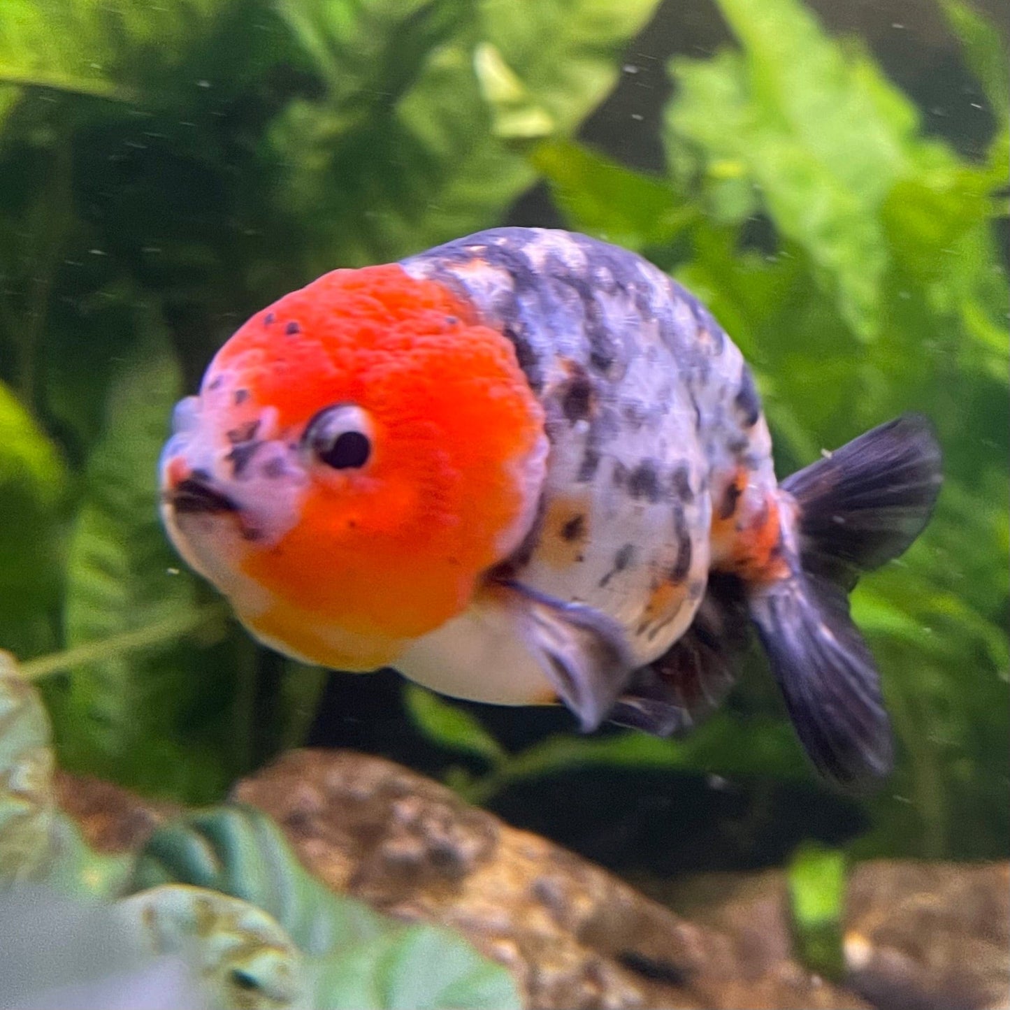 the-fish-farm Goldfish 7cm Ranchu Goldfish - Calico one only-2 Ranchu Goldfish - Calico 5cm - The Fish Farm