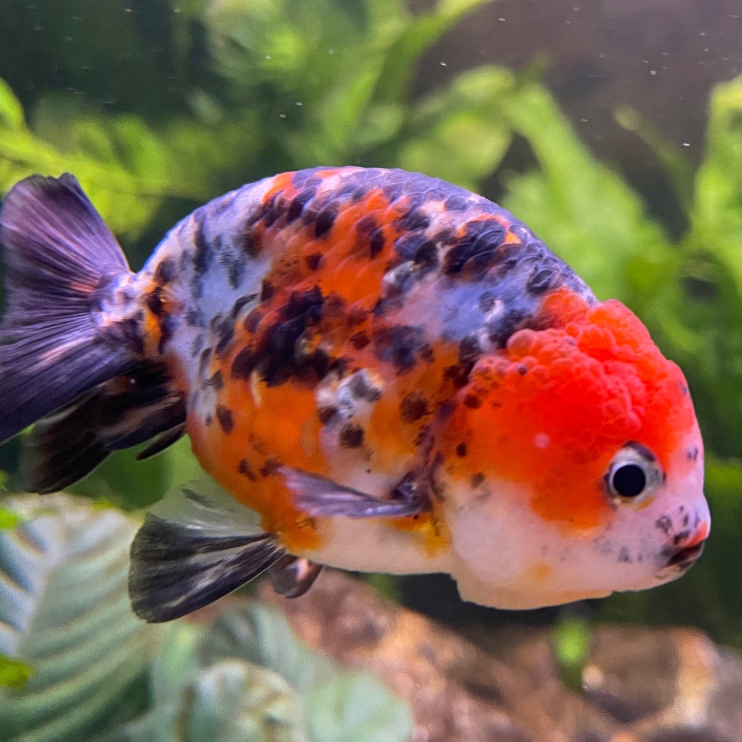 the-fish-farm Goldfish 7cm Ranchu Goldfish - Calico one only-2 Ranchu Goldfish - Calico 5cm - The Fish Farm