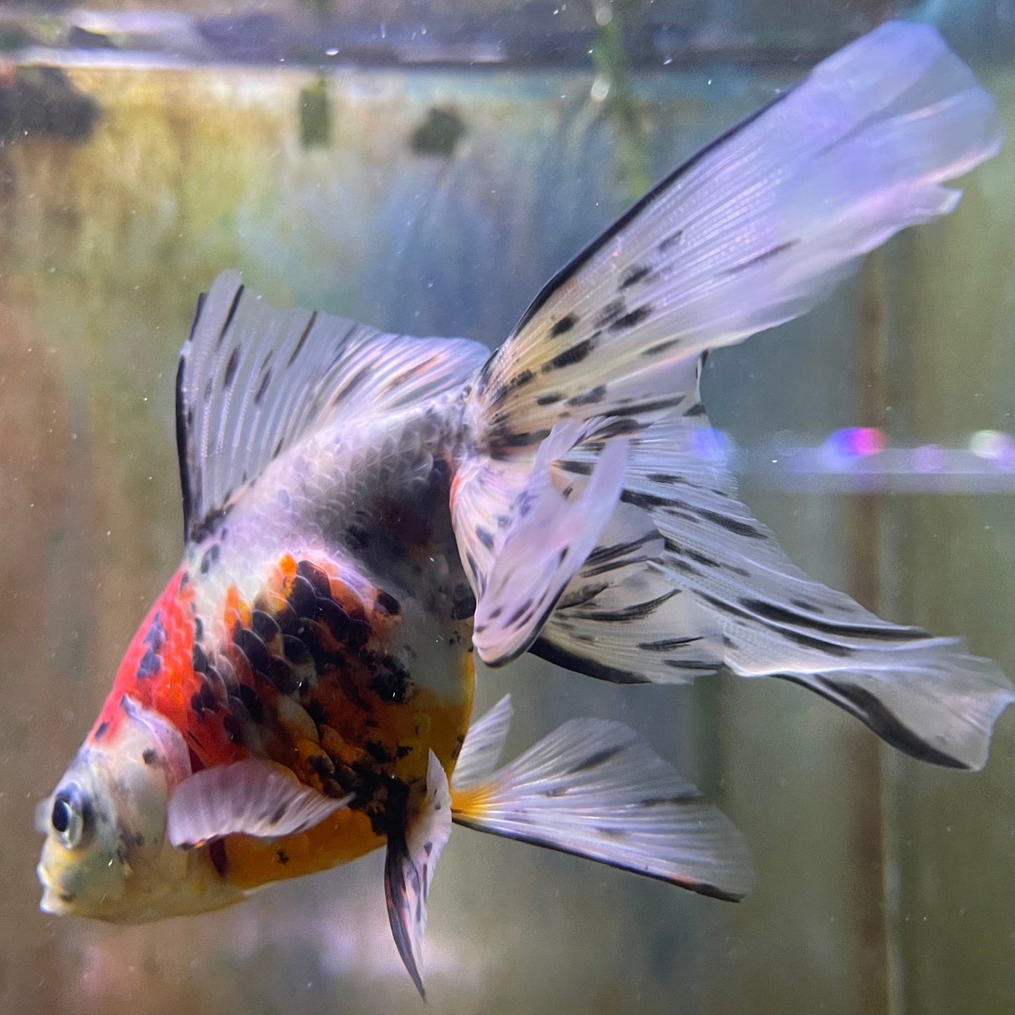 the-fish-farm Goldfish 9cm Fantail Goldfish - Calico one only - 1 Fantail Goldfish - Calico - The Fish Farm