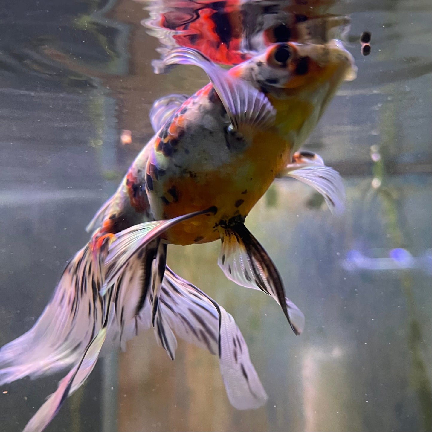 the-fish-farm Goldfish 9cm Fantail Goldfish - Calico one only - 1 Fantail Goldfish - Calico - The Fish Farm