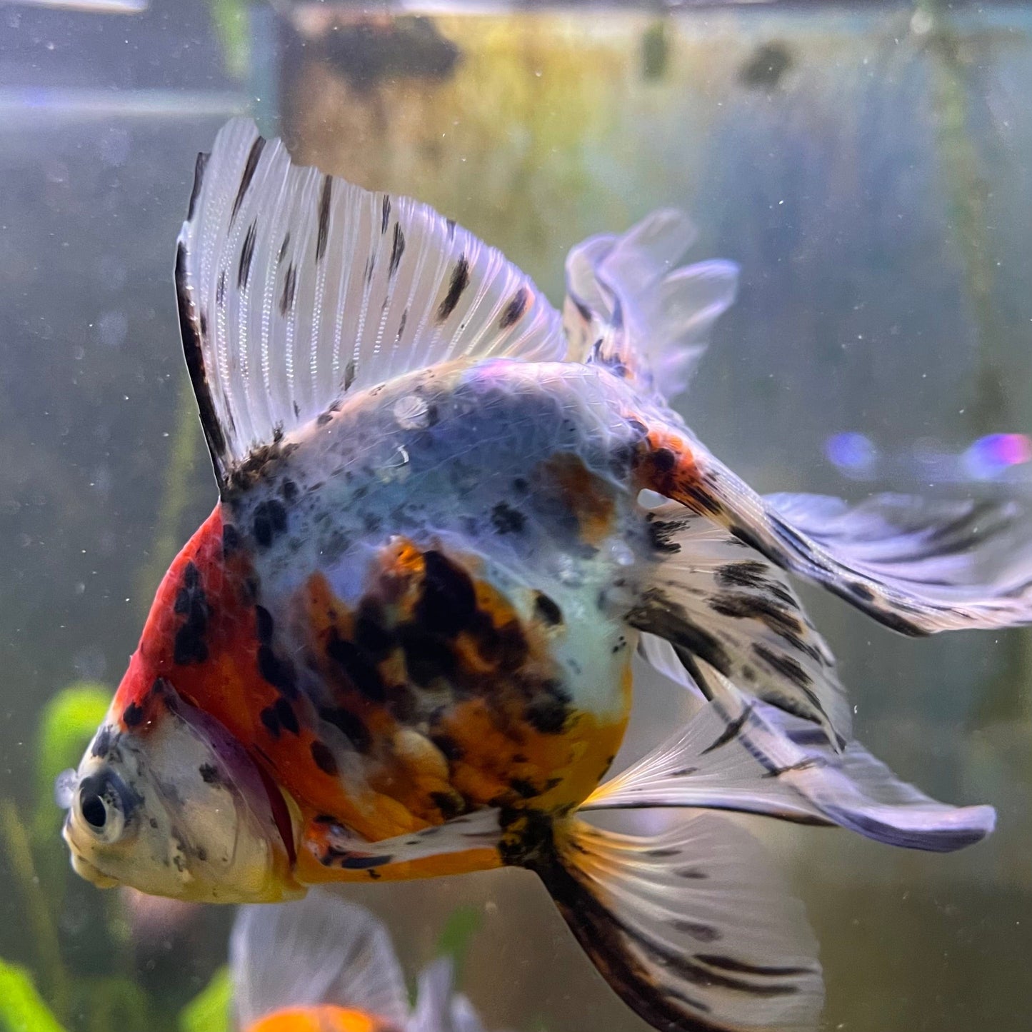 the-fish-farm Goldfish 9cm Fantail Goldfish - Calico one only - 1 Fantail Goldfish - Calico - The Fish Farm