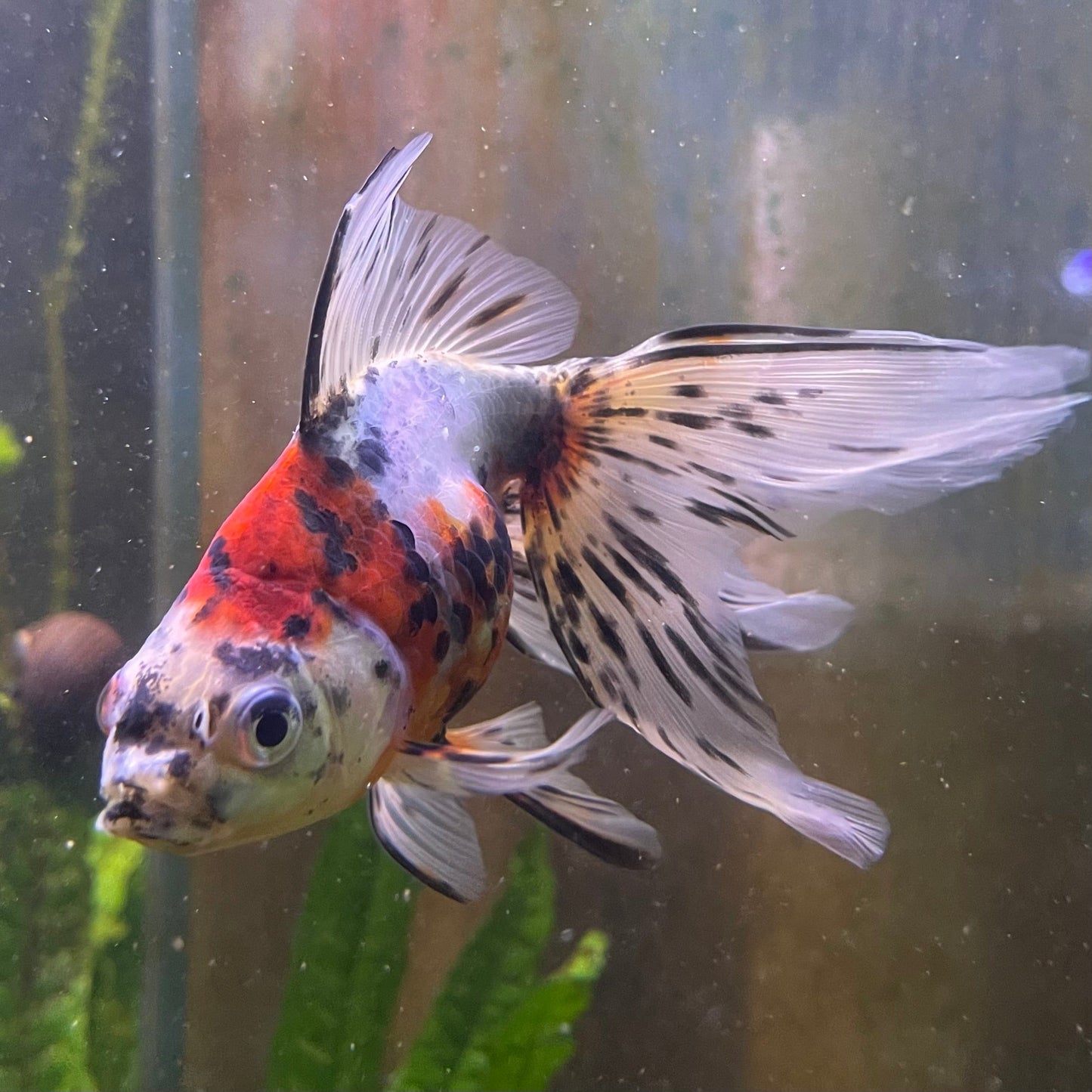 the-fish-farm Goldfish 9cm Fantail Goldfish - Calico one only - 1 Fantail Goldfish - Calico - The Fish Farm