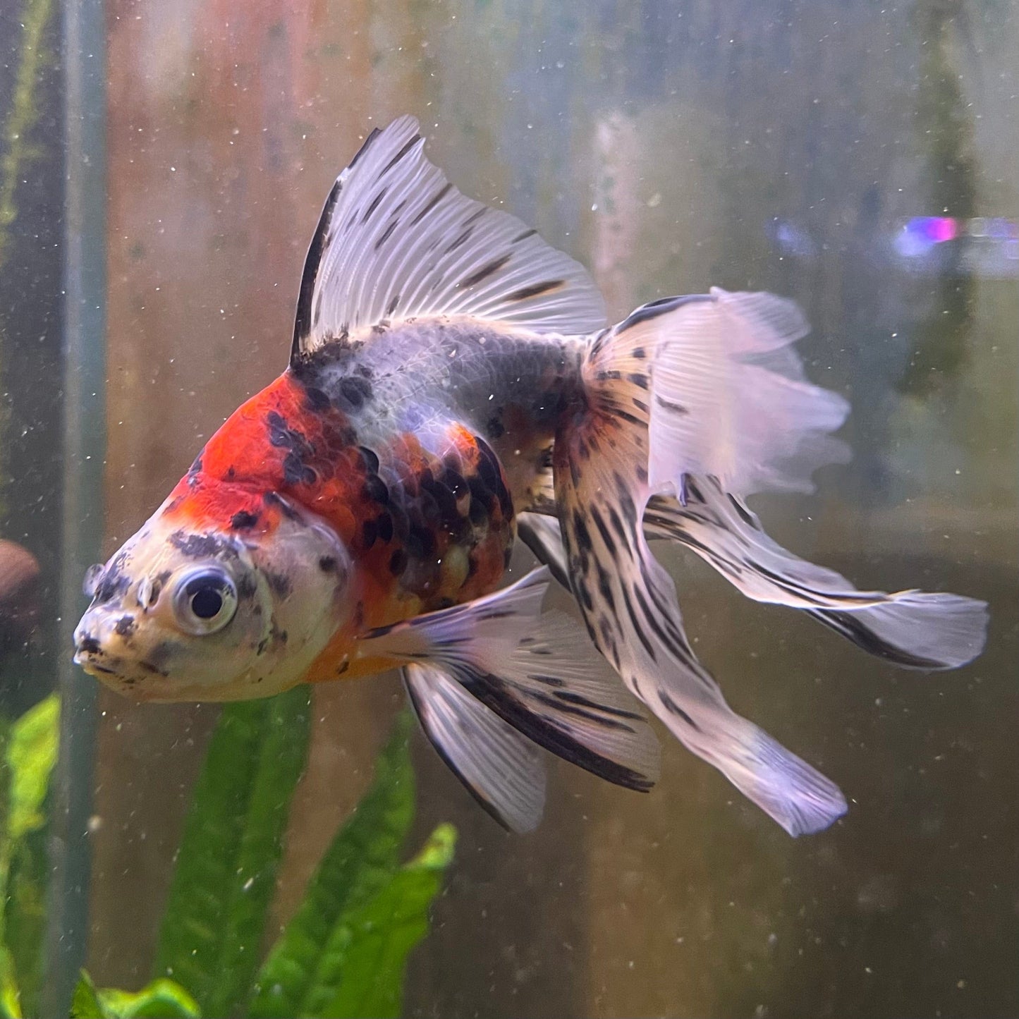 the-fish-farm Goldfish 9cm Fantail Goldfish - Calico one only - 1 Fantail Goldfish - Calico - The Fish Farm