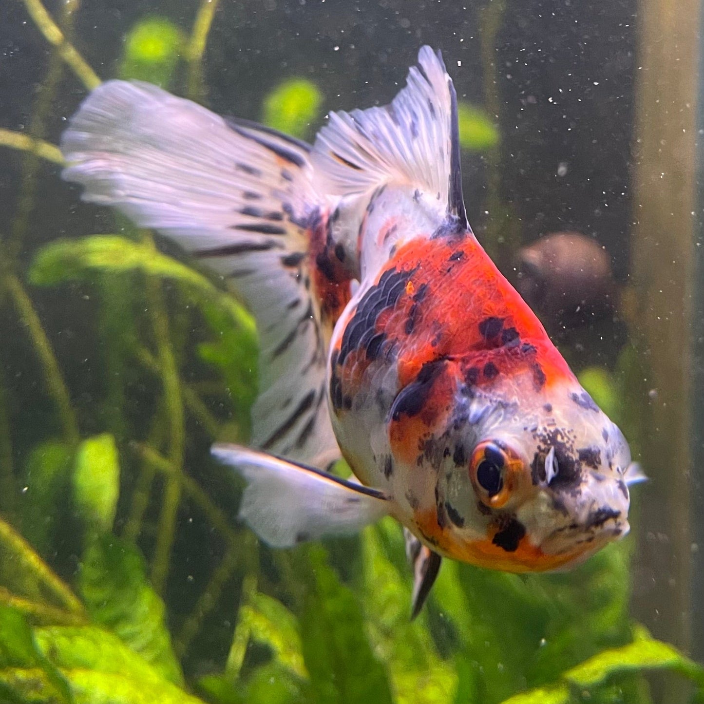 the-fish-farm Goldfish 9cm Fantail Goldfish - Calico one only - 2 Fantail Goldfish - Calico - The Fish Farm