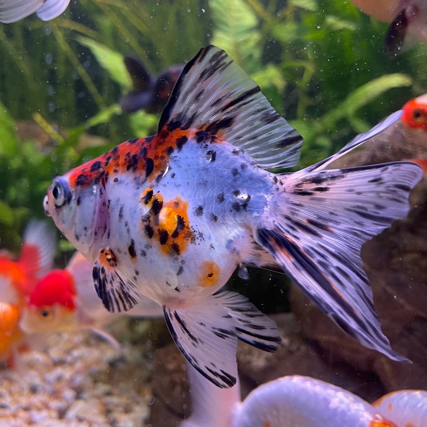 the-fish-farm Goldfish 9cm Fantail Goldfish - Calico one only - 2 Fantail Goldfish - Calico - The Fish Farm