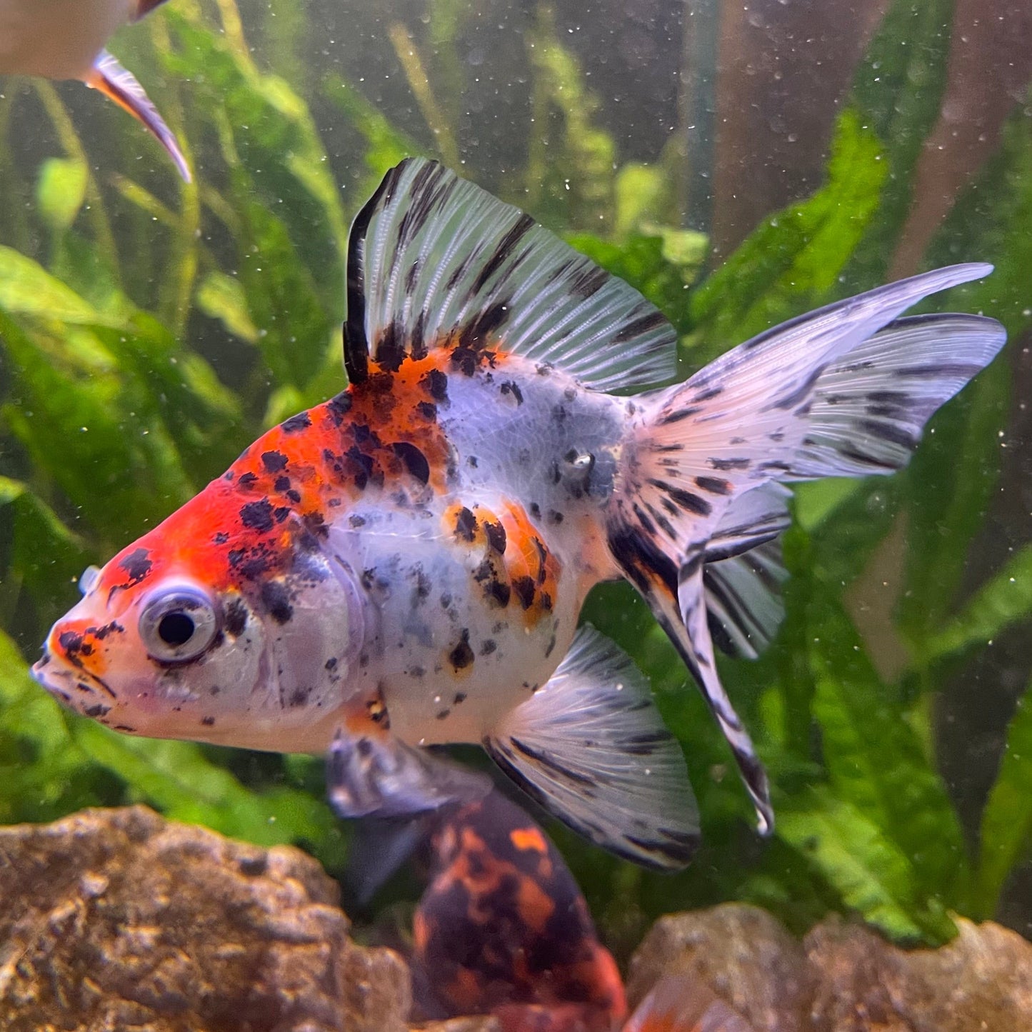 the-fish-farm Goldfish 9cm Fantail Goldfish - Calico one only - 2 Fantail Goldfish - Calico - The Fish Farm