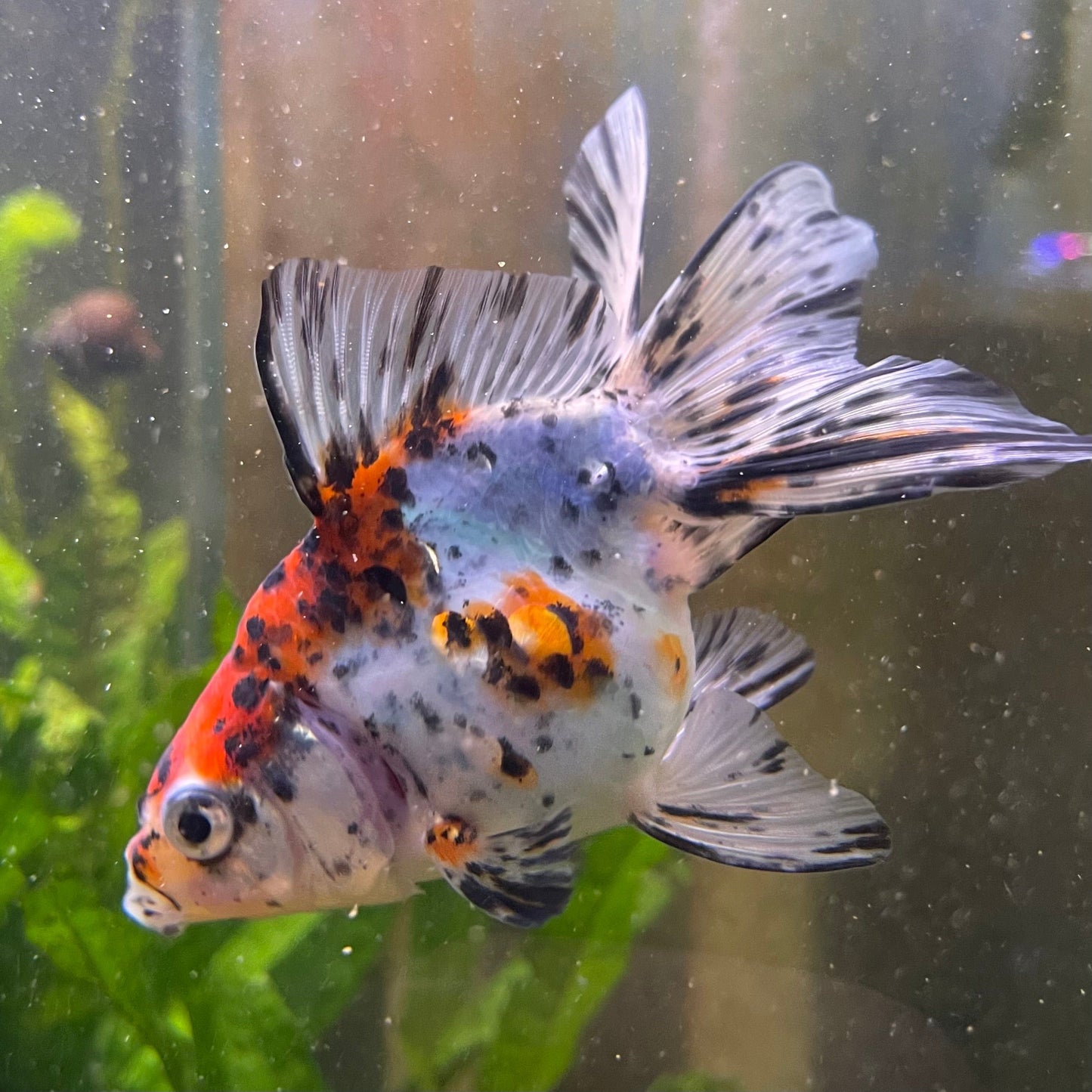 the-fish-farm Goldfish 9cm Fantail Goldfish - Calico one only - 2 Fantail Goldfish - Calico - The Fish Farm