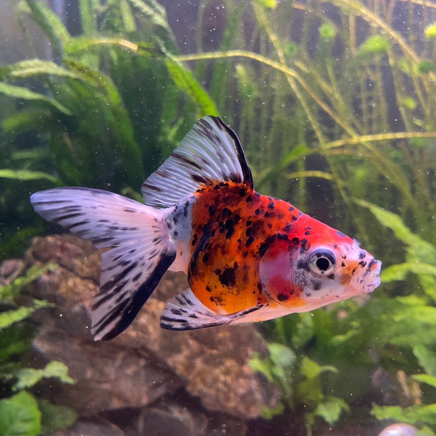 the-fish-farm Goldfish 9cm Fantail Goldfish - Calico one only - 2 Fantail Goldfish - Calico - The Fish Farm