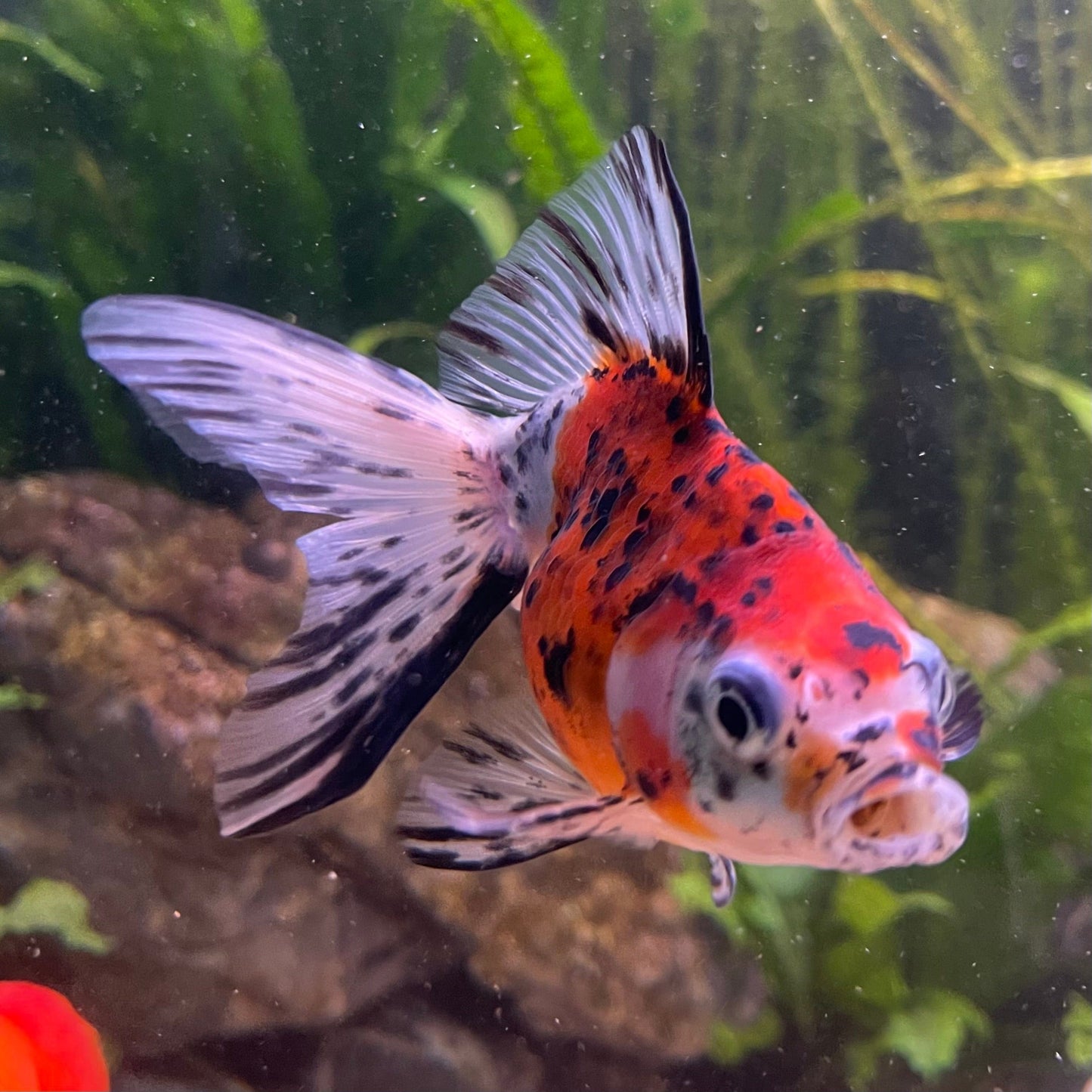 the-fish-farm Goldfish 9cm Fantail Goldfish - Calico one only - 2 Fantail Goldfish - Calico - The Fish Farm